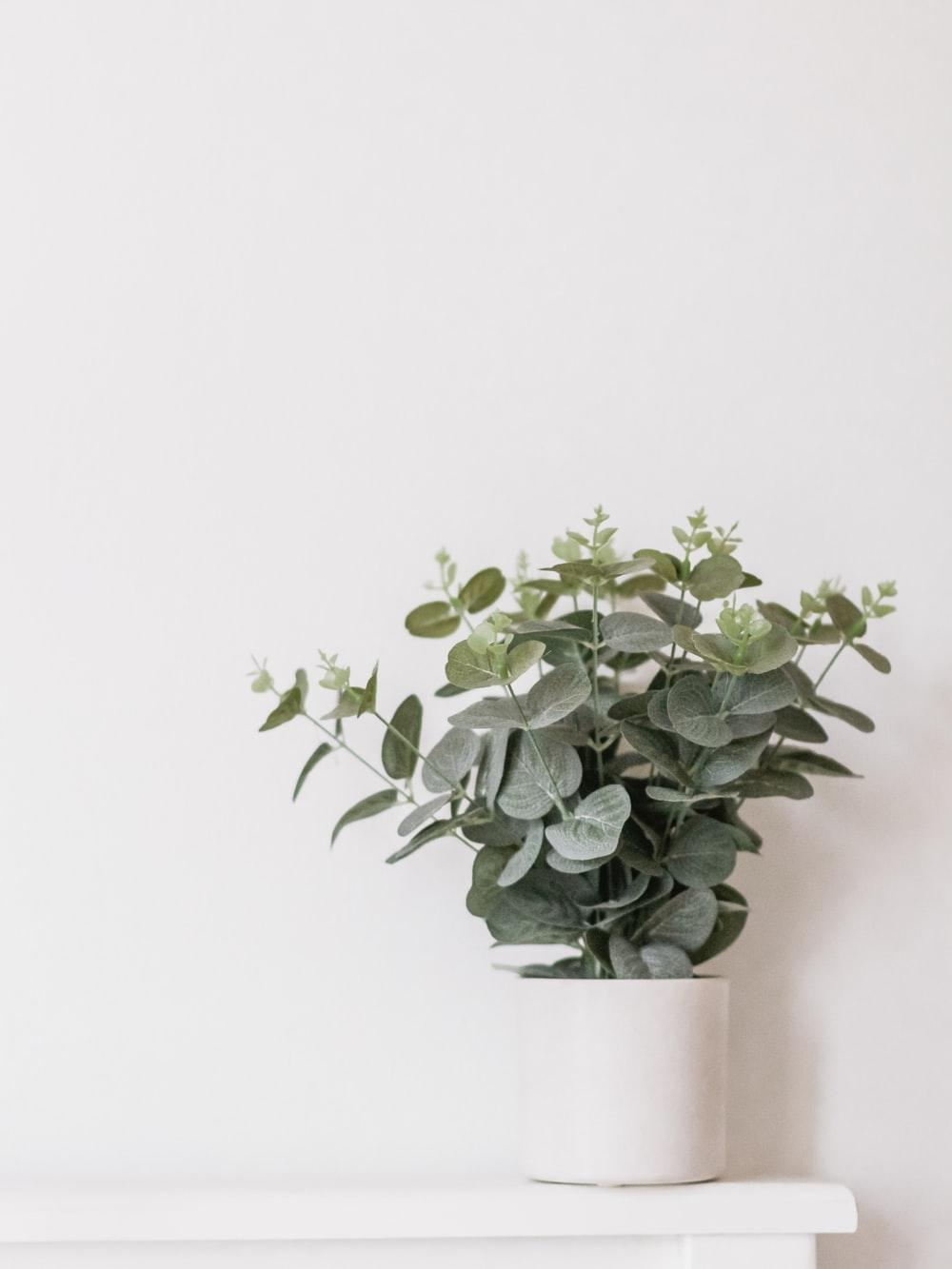1000x1333 House Plant Picture [HD]. Download Free Image