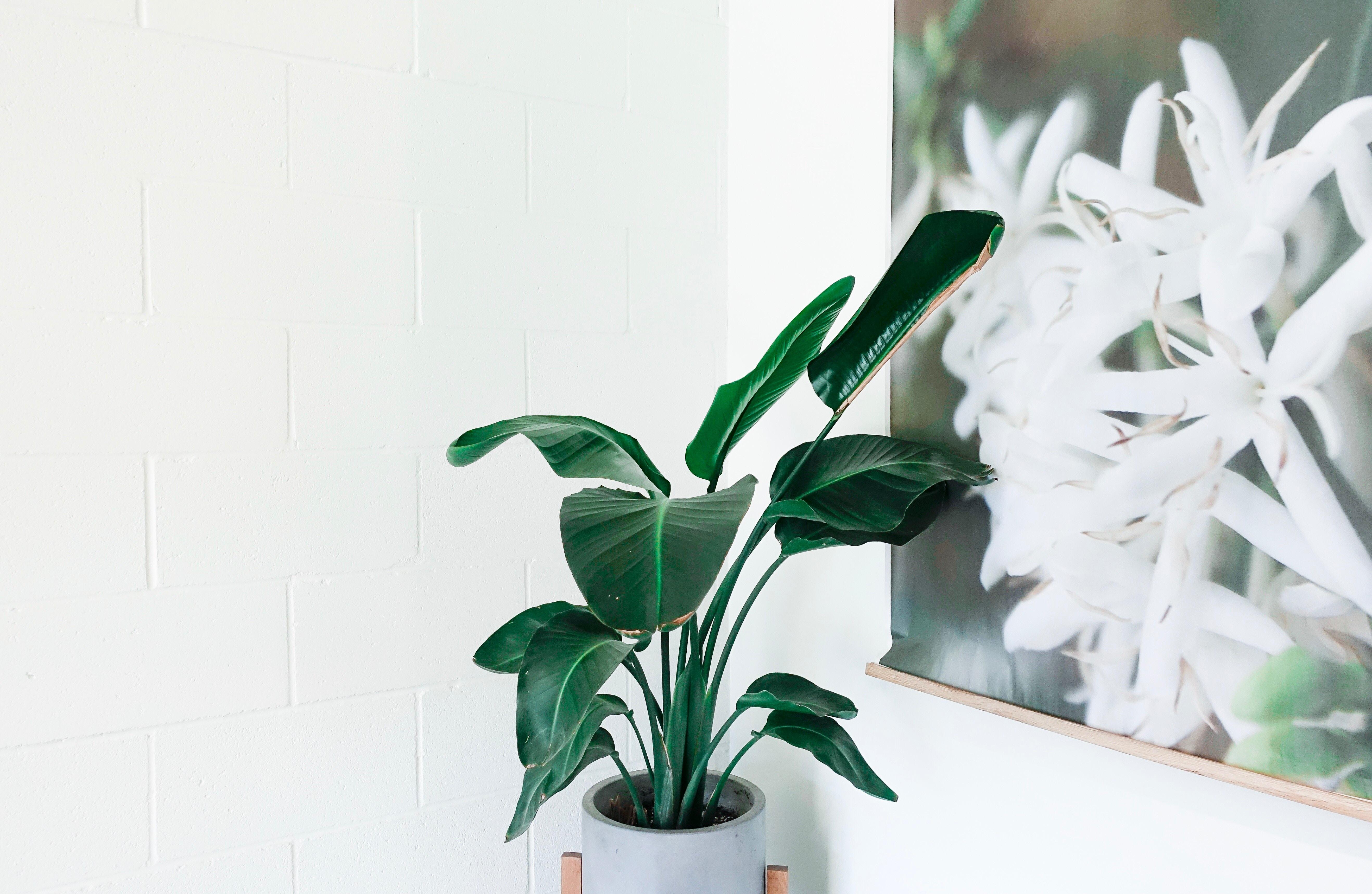 Lush Indoor Flower Seeds Photo Art Lush Indoor Flower Seeds Photo Art