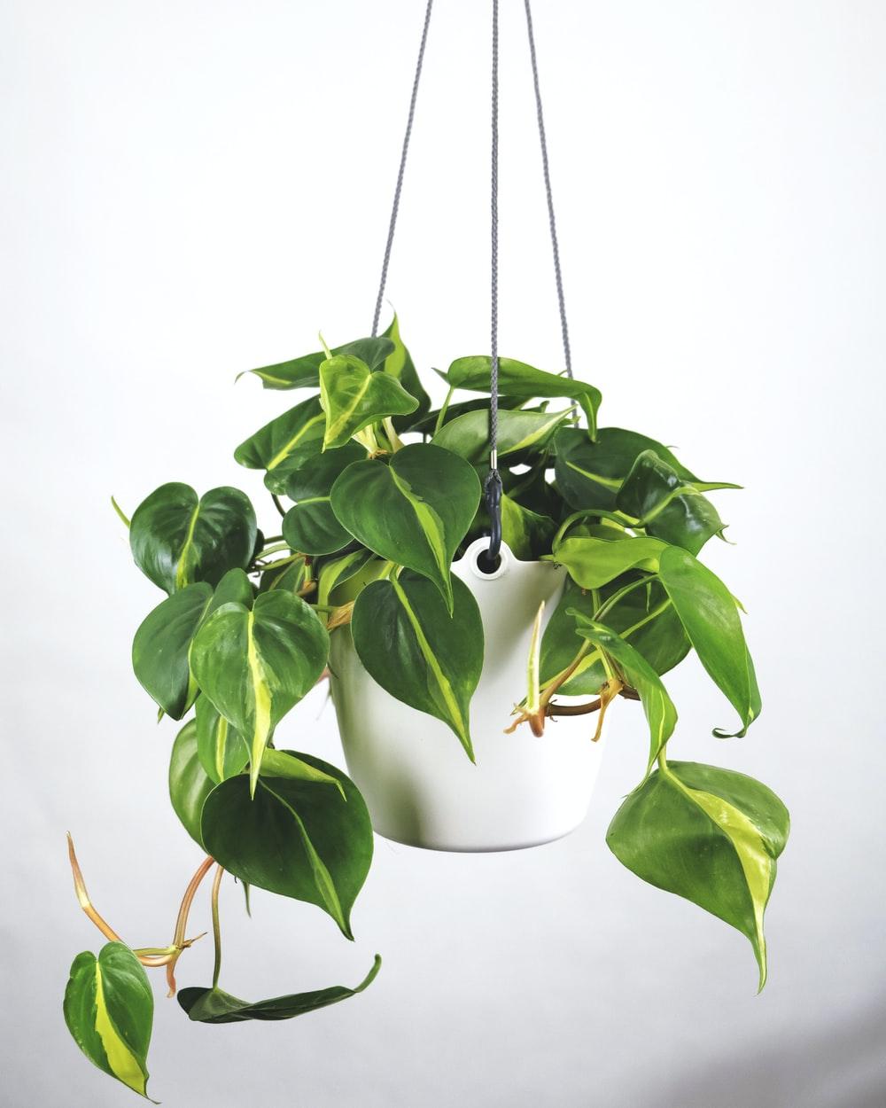 1000x1250 Indoor Plant Picture [HD]. Download Free Image