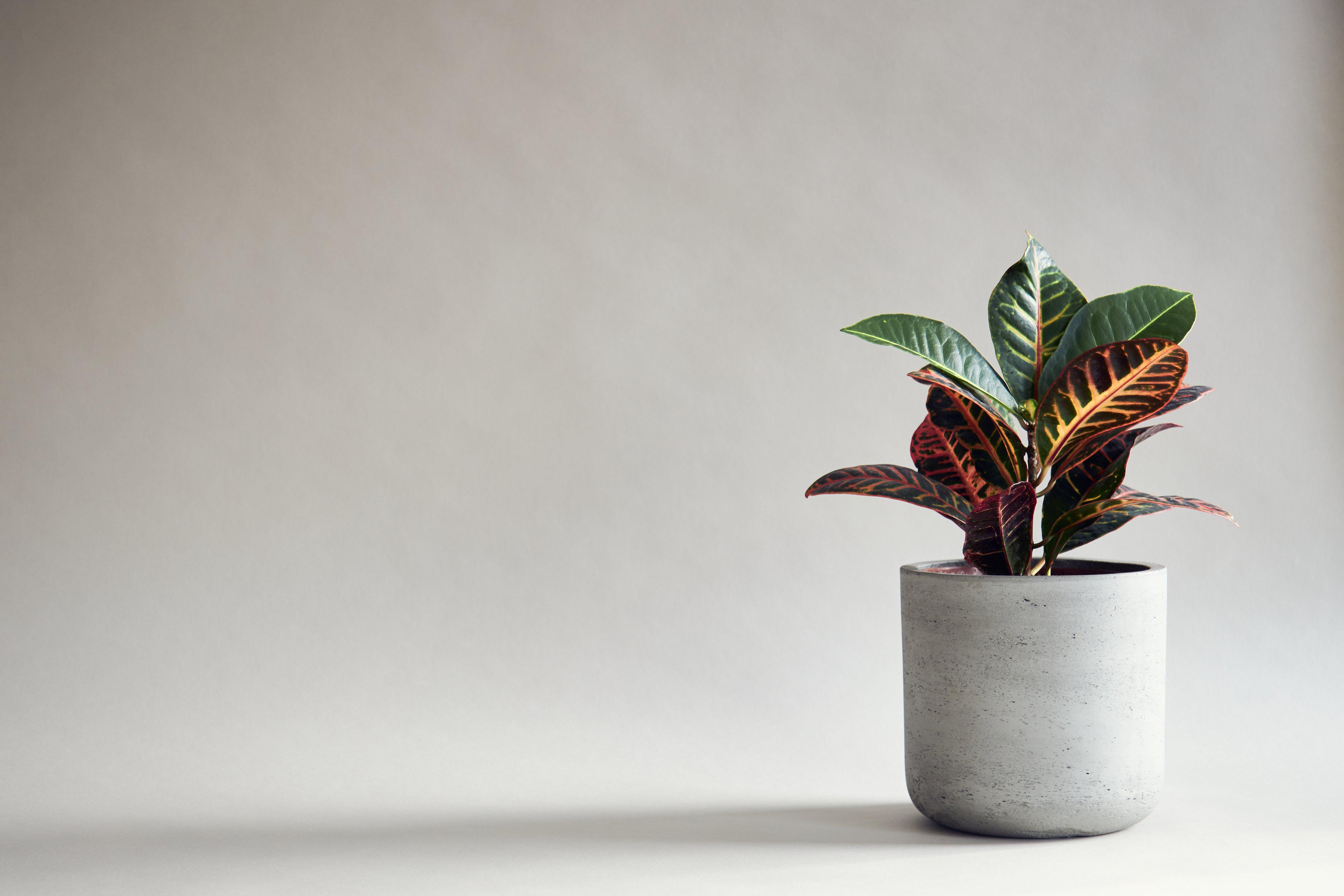 4460x2974 Minimalist Houseplant On Grey Background 4k Ultra HD Wallpaper