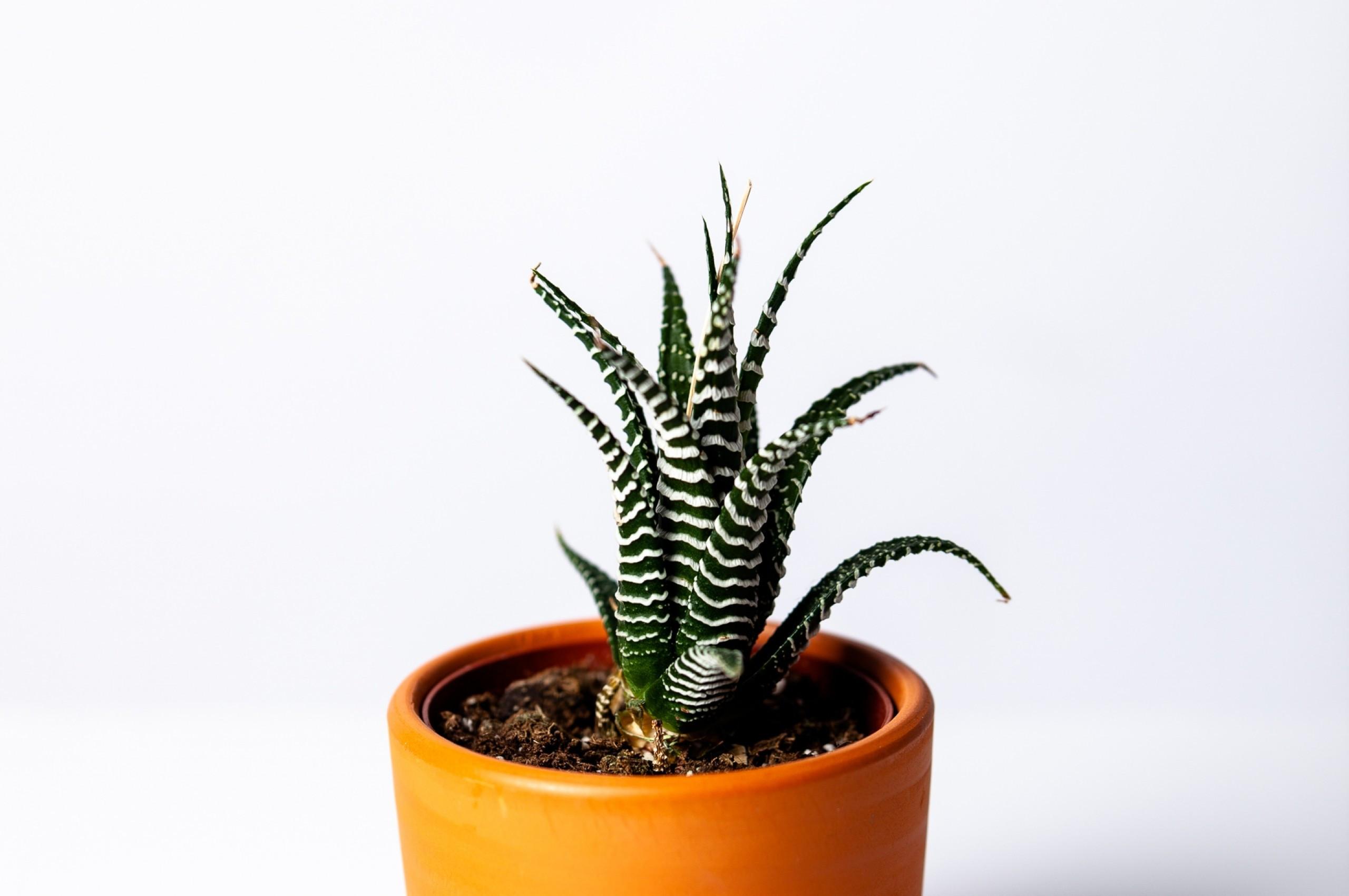 2560x1700 Download 2560x1700 Cactus, Pot, Houseplant, Succulent Wallpaper for Chromebook Pixel