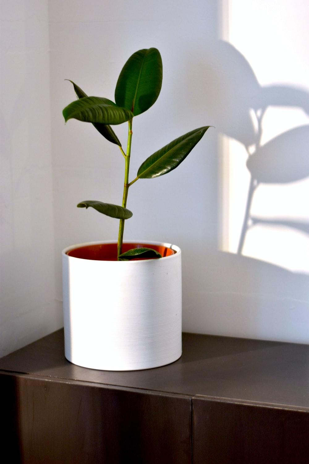 1000x1500 House Plant Picture [HD]. Download Free Image
