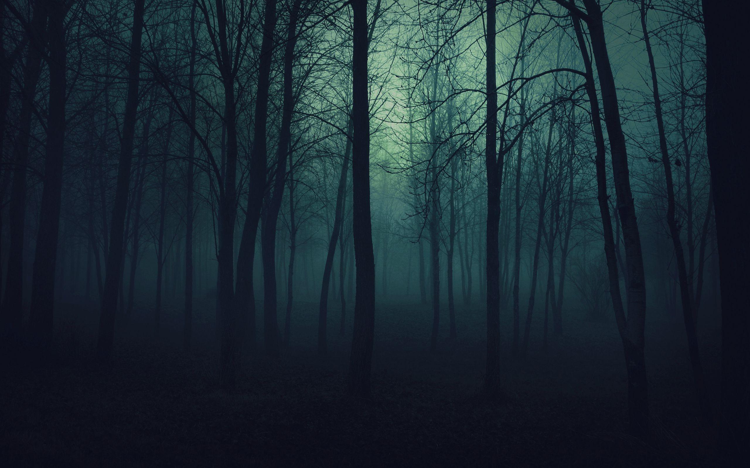 2560x1600 dark forest HD wallpaper, Background