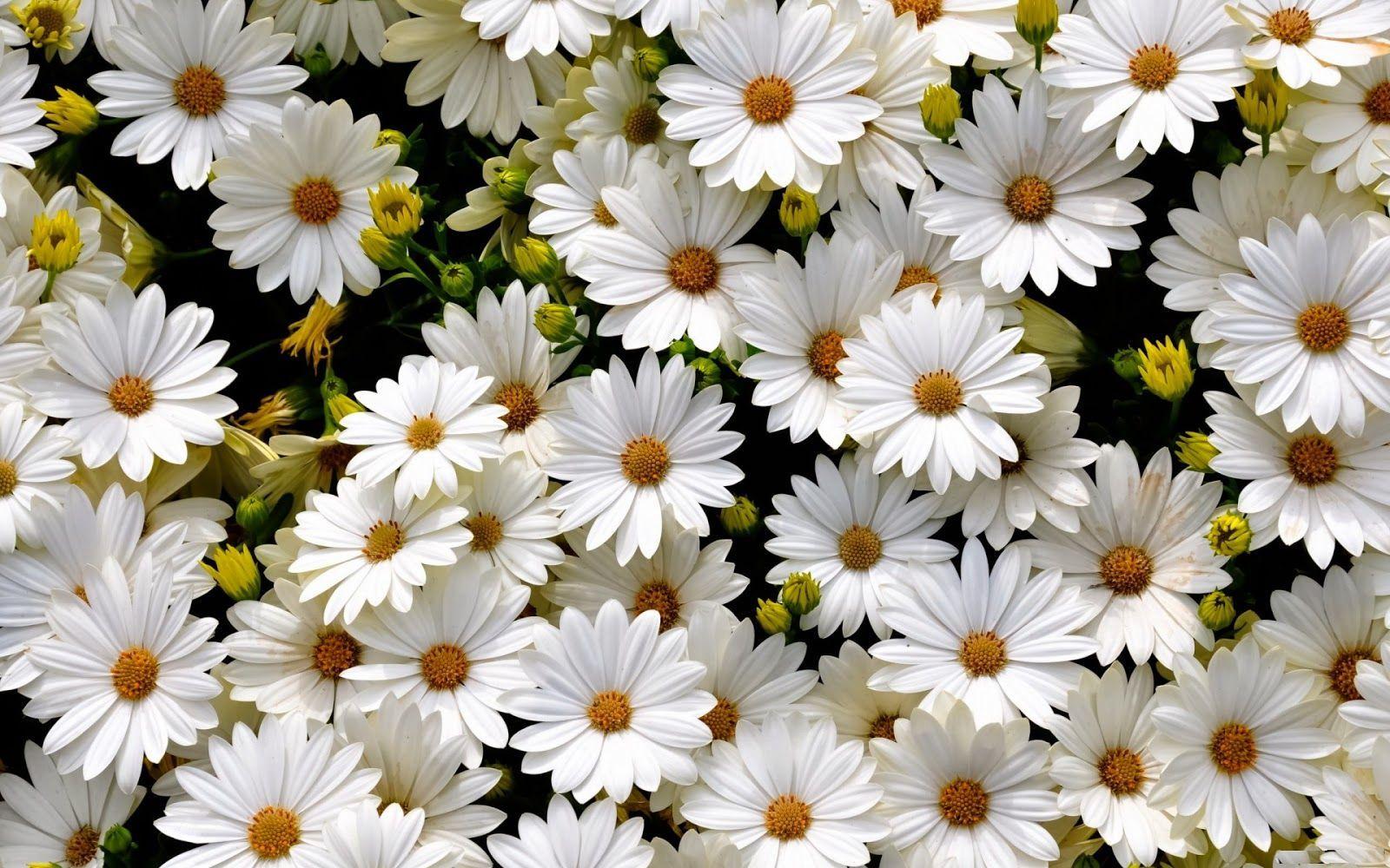 1600x1000 Plants Tumblr High Resolution Laptop Wallpaper
