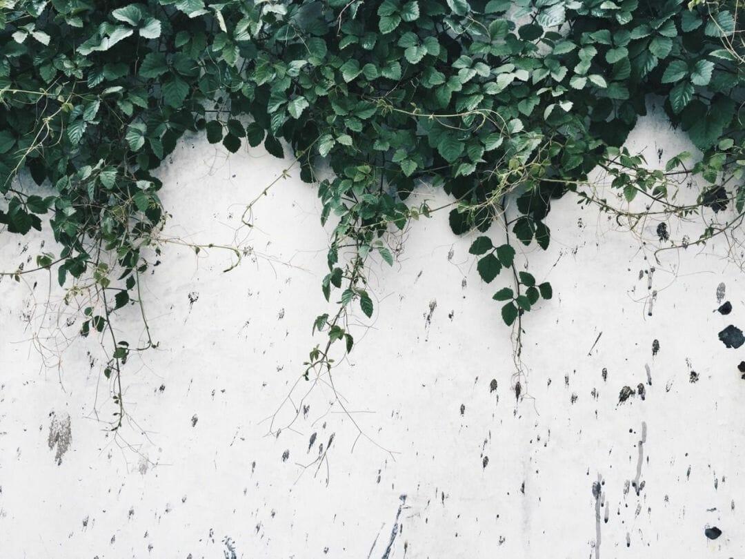 1080x810 Plant Aesthetic Laptop Wallpaper