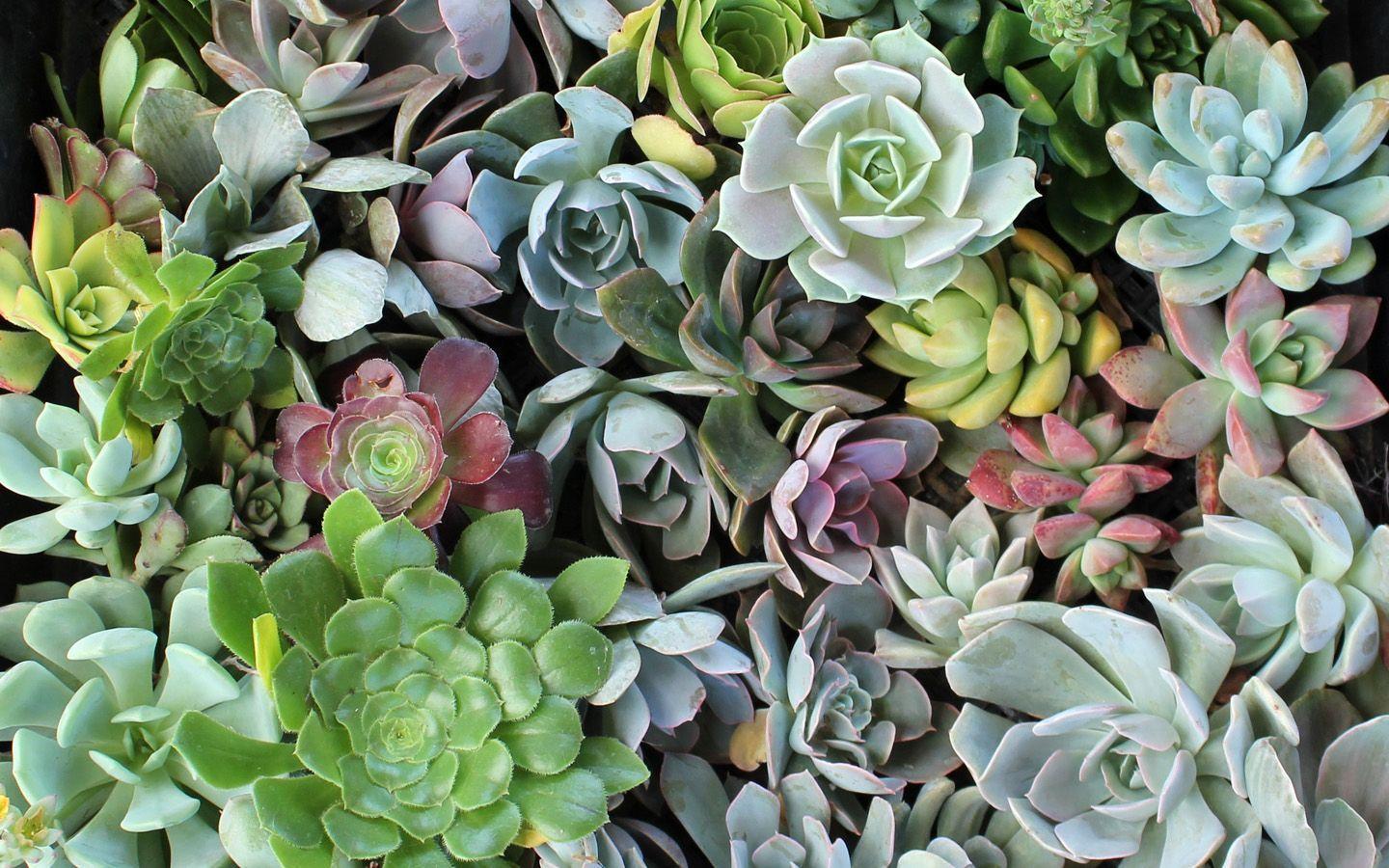 1440x900 Succulent Aesthetic Desktop Wallpaper