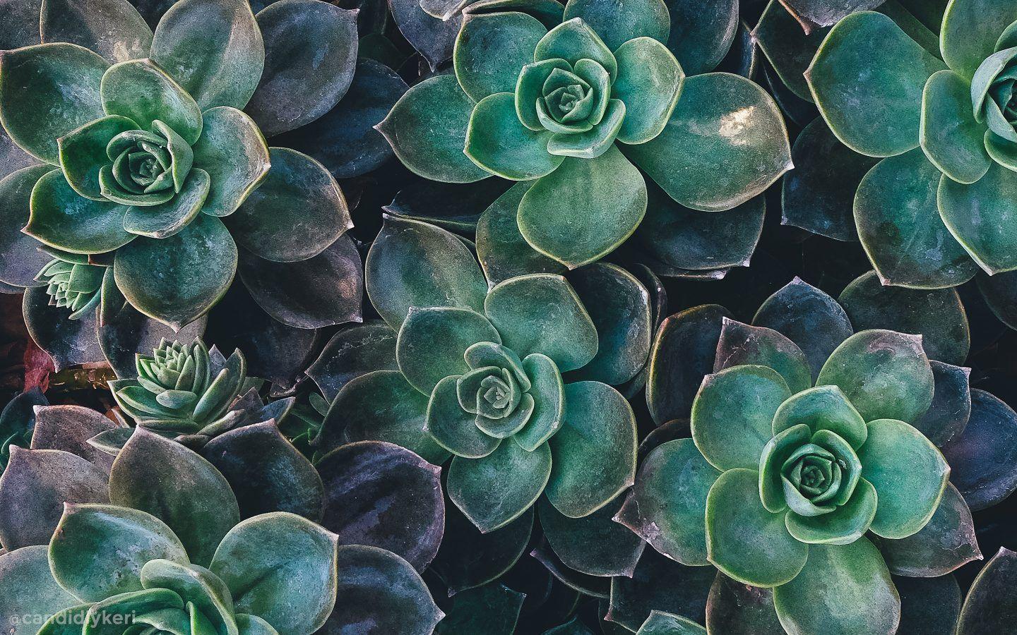 1440x900 Green Aesthetic Desktop Wallpaper, HD Green Aesthetic Desktop Background