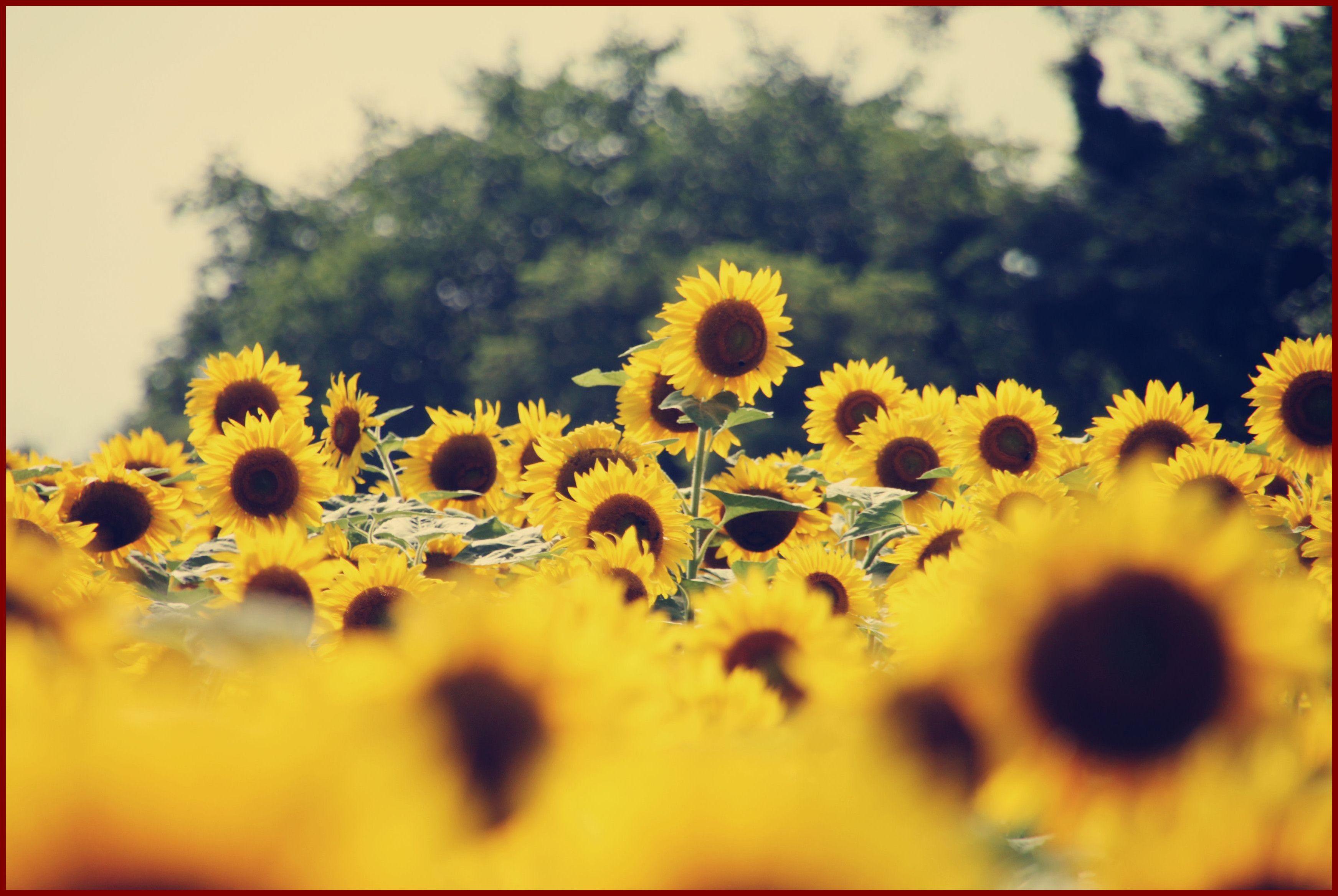 3486x2334 Aesthetic Flower Laptop Wallpaper