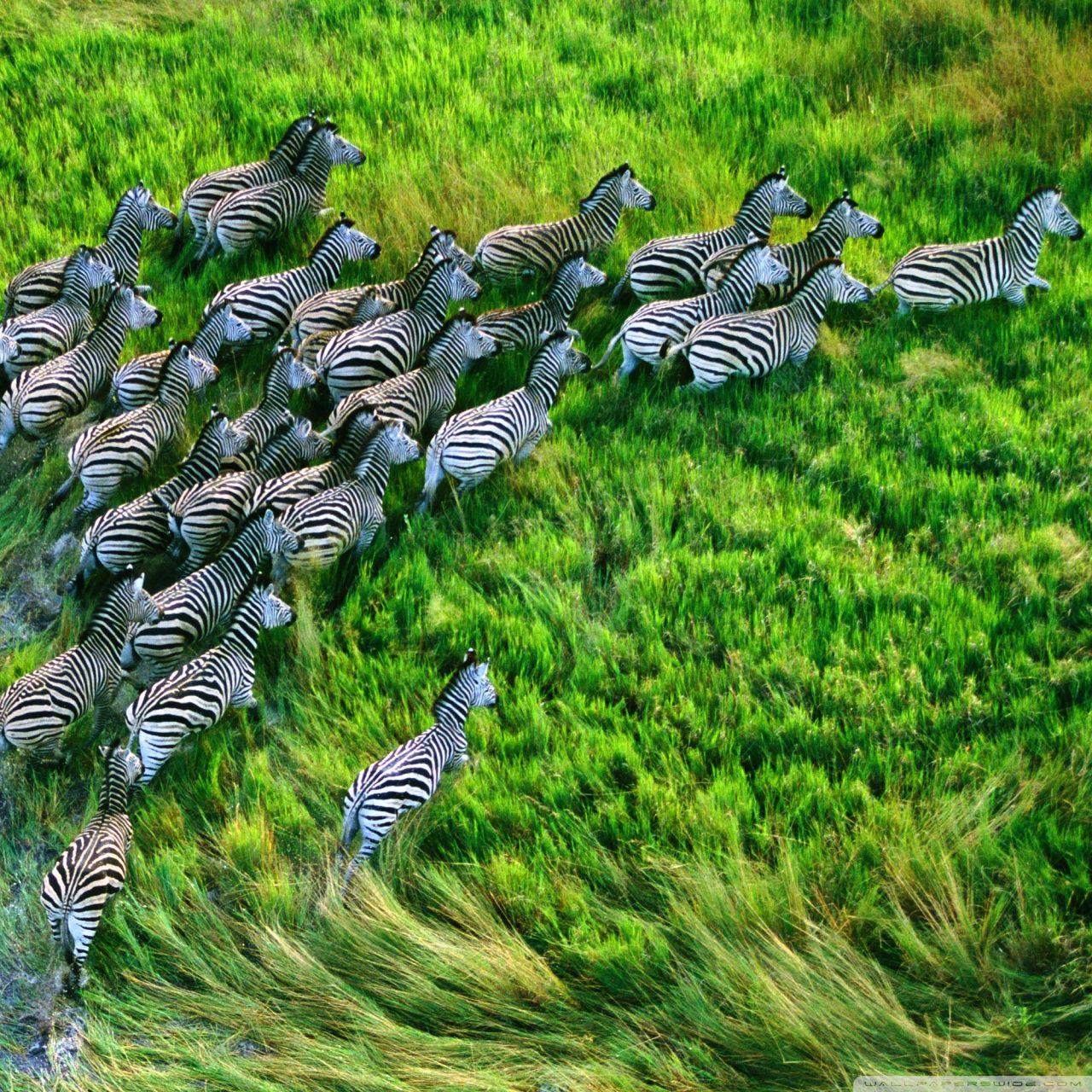 1280x1280 Mac Os X Retina Zebras ❤ 4K HD Desktop Wallpaper for 4K Ultra HD TV