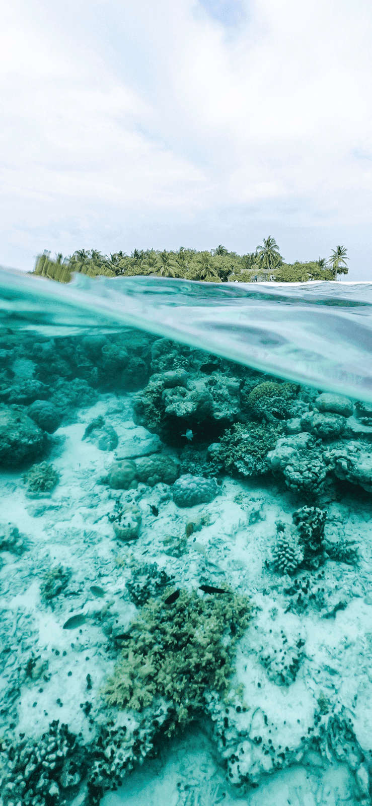 739x1600 Underwater Ocean Wallpaper iPhone