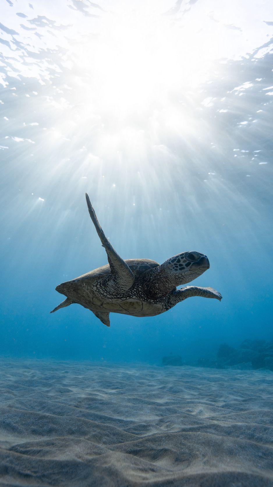 938x1668 Download Wallpaper 938x1668 Skull, Sea Turtle, Underwater World, Swim, Ocean Iphone 8 7 6s 6 For Parallax HD Background