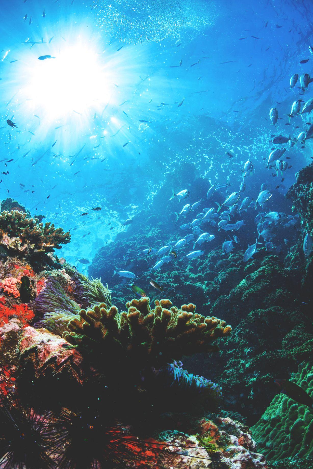 1228x1842 iPhone Wallpaper Under The Sea Ocean Wallpaper iPhone HD Wallpaper