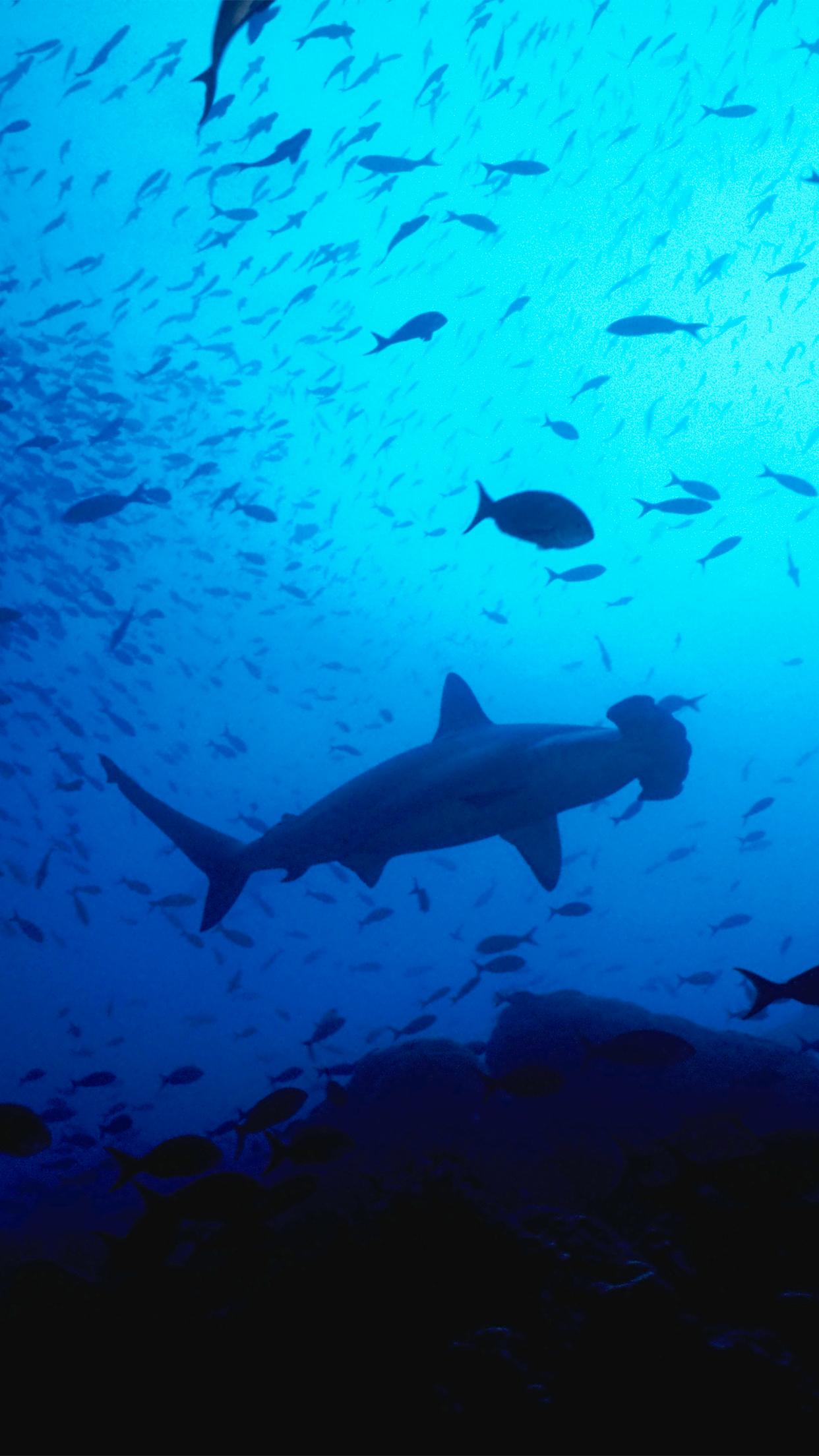 1242x2208 Free Underwater iPhone Wallpaper, Underwater iPhone Wallpaper Download