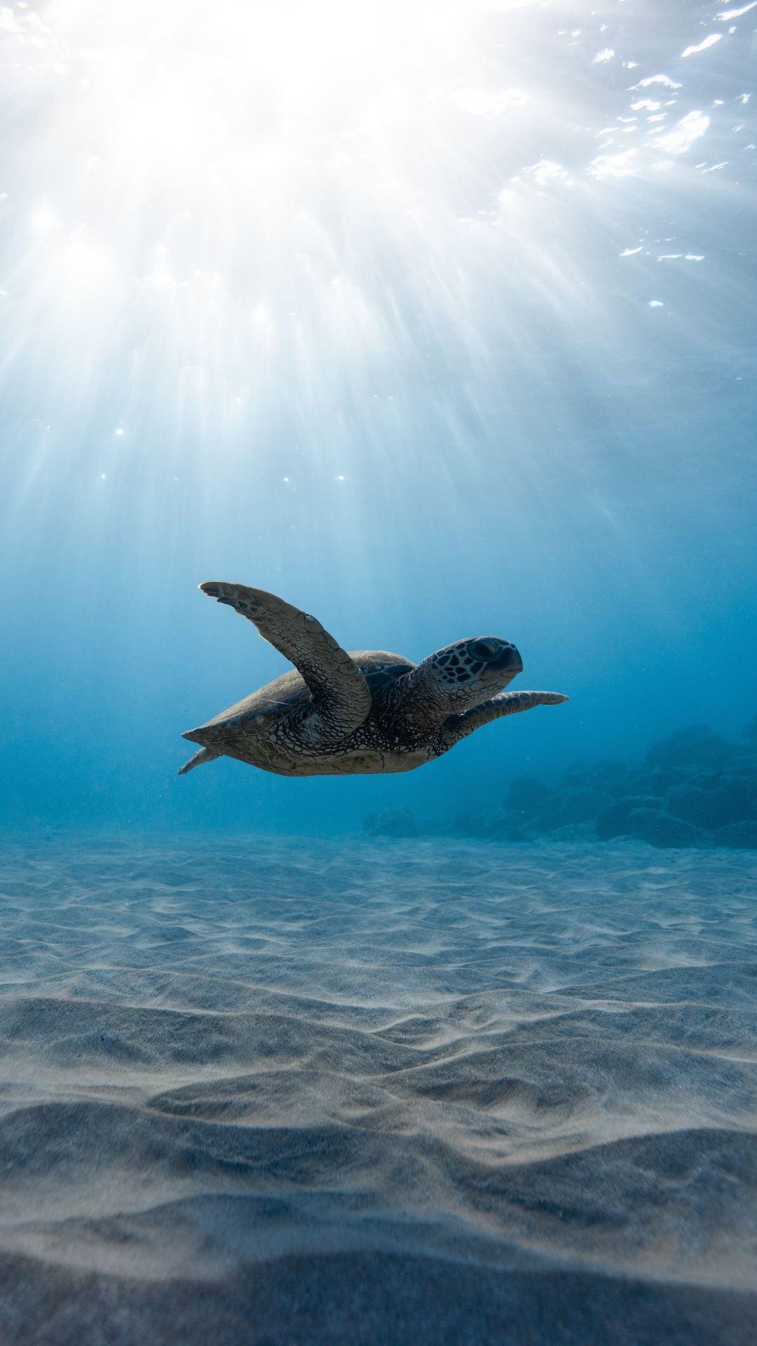 1080x1920 1080x1920 turtle, animals, hd, underwater, 8k for iPhone 8 wallpaper