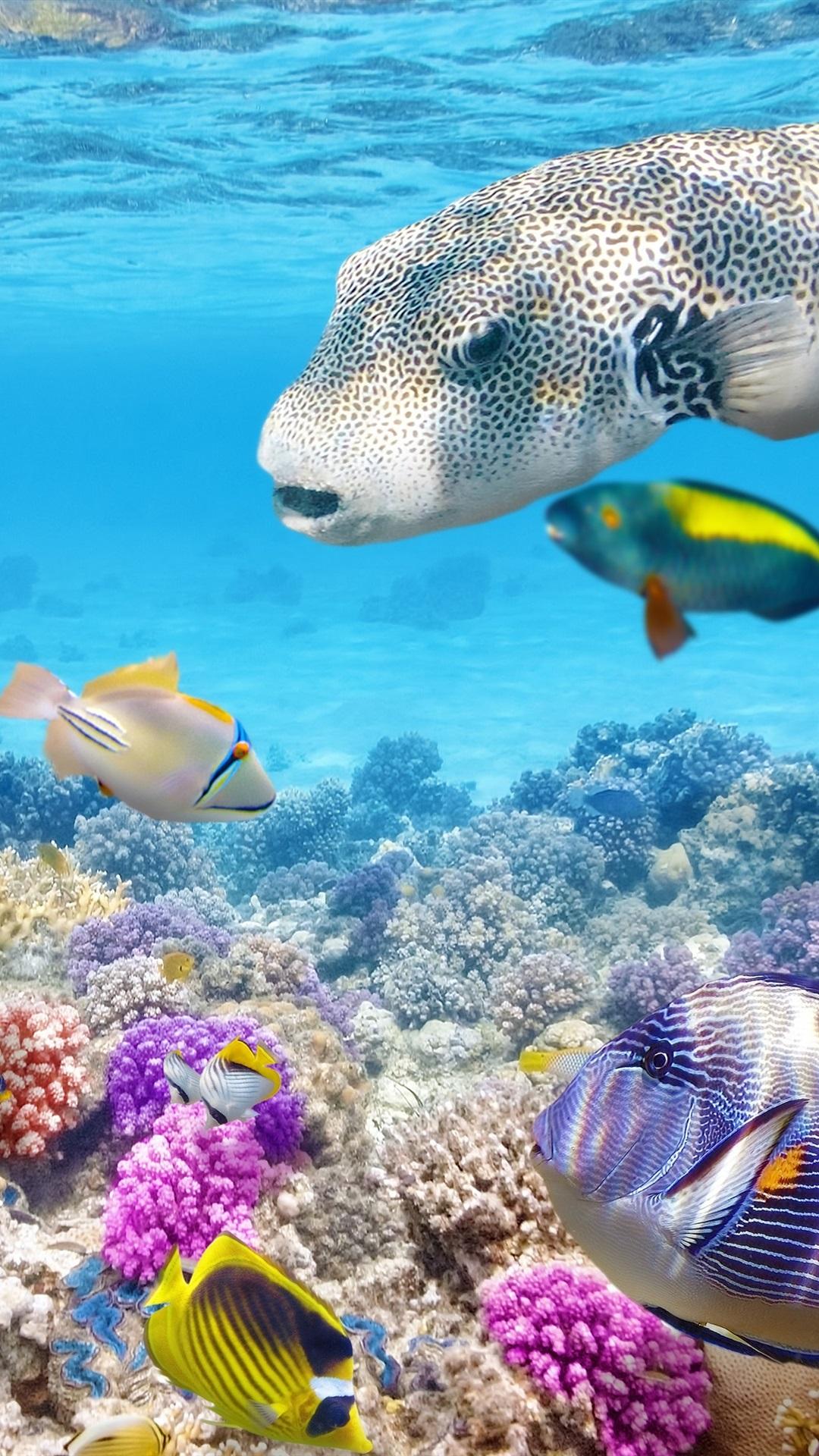 1080x1920 Tropical Fishes Underwater, Coral Reef, Ocean 1080x1920 IPhone 8 7 6 6S Plus Wallpaper, Background, Picture, Image