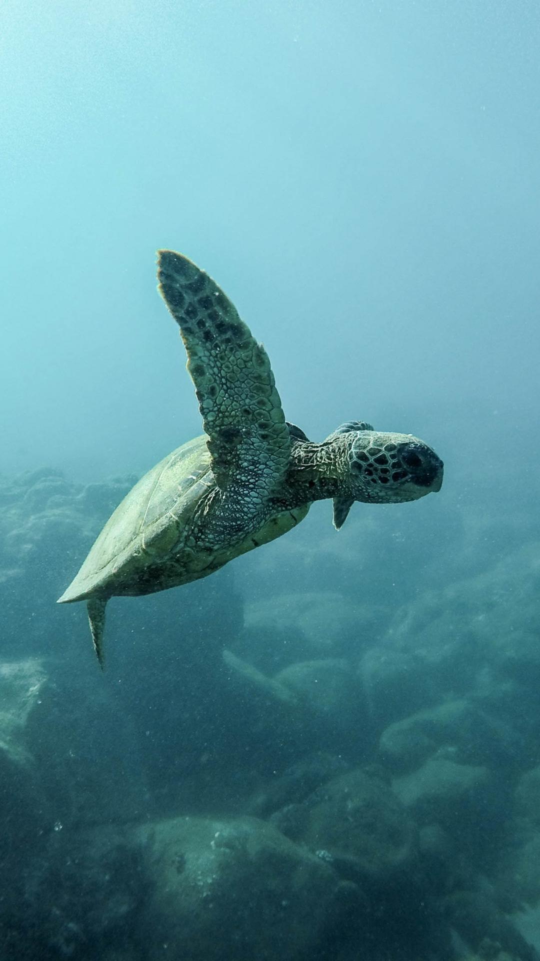 1080x1920 Turtle iPhone Wallpaper