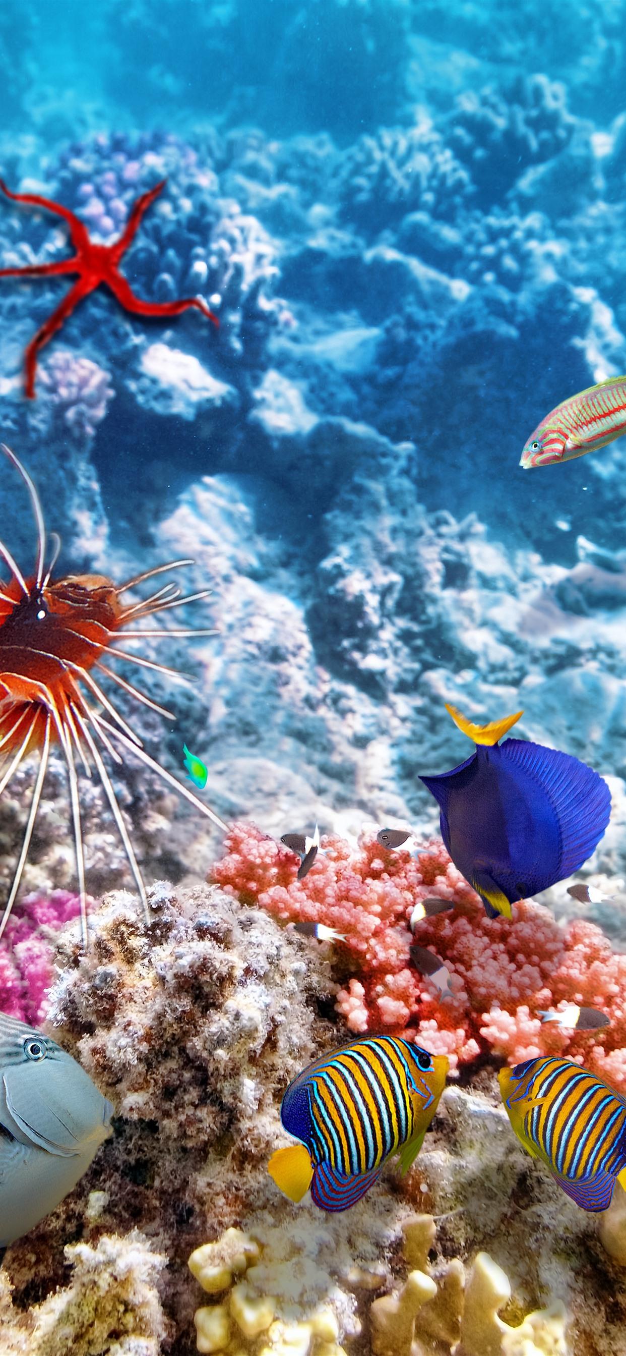 1242x2688 iPhone Wallpaper Colorful Fish, Underwater, Sea, Clownfish HD Wallpaper