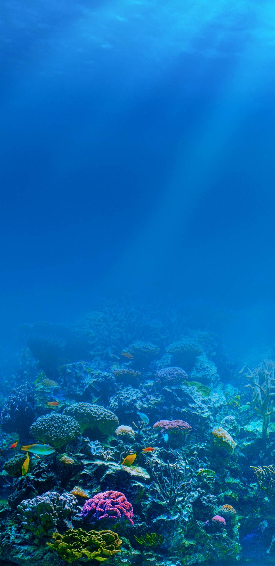 Underwater Ocean iPhone Wallpapers - Top Free Underwater Ocean iPhone