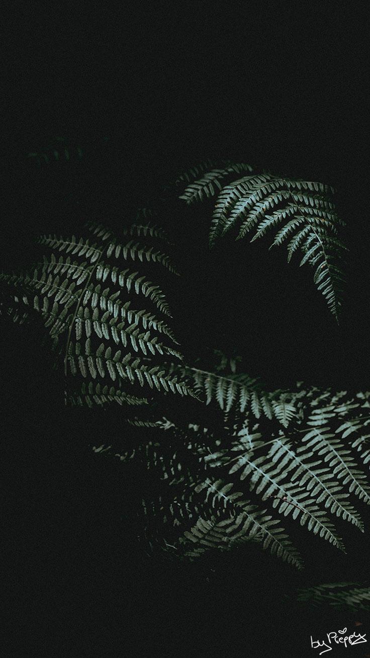 736x1308 Tropical Jungle iPhone X Wallpaper