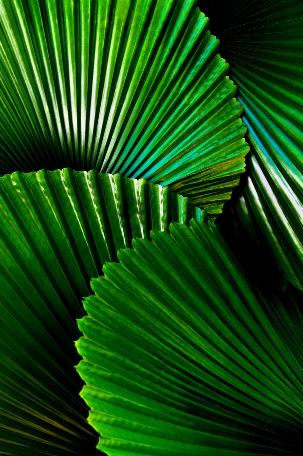 1000x1503 Tropical Foliage Picture. Download Free Image