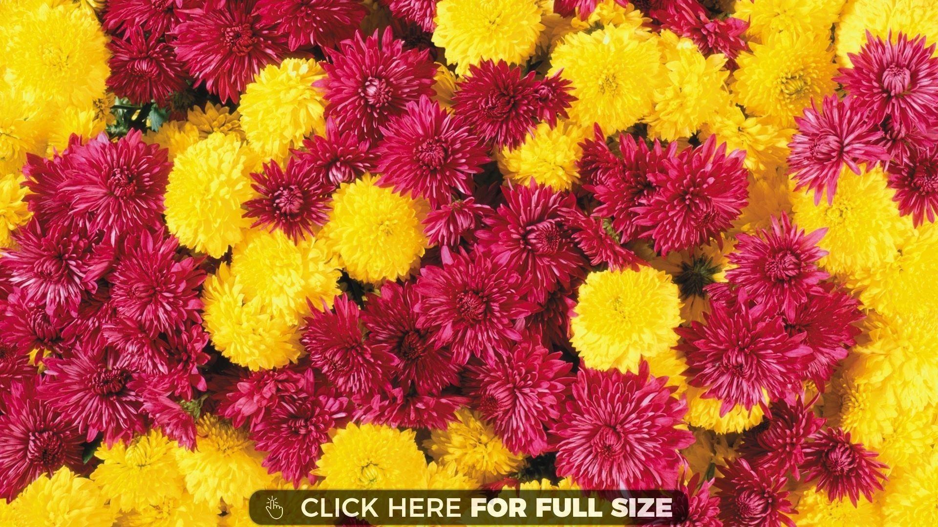 1920x1080 Pink Flowers Wallpaper for Desktop New Autumn Flowers Desktop