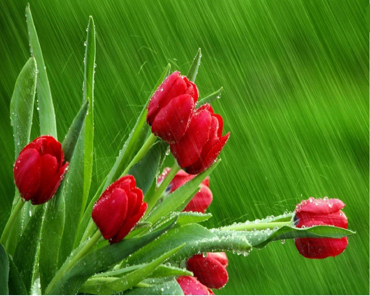 Rainy Spring Desktop Wallpapers - Top Free Rainy Spring Desktop ...