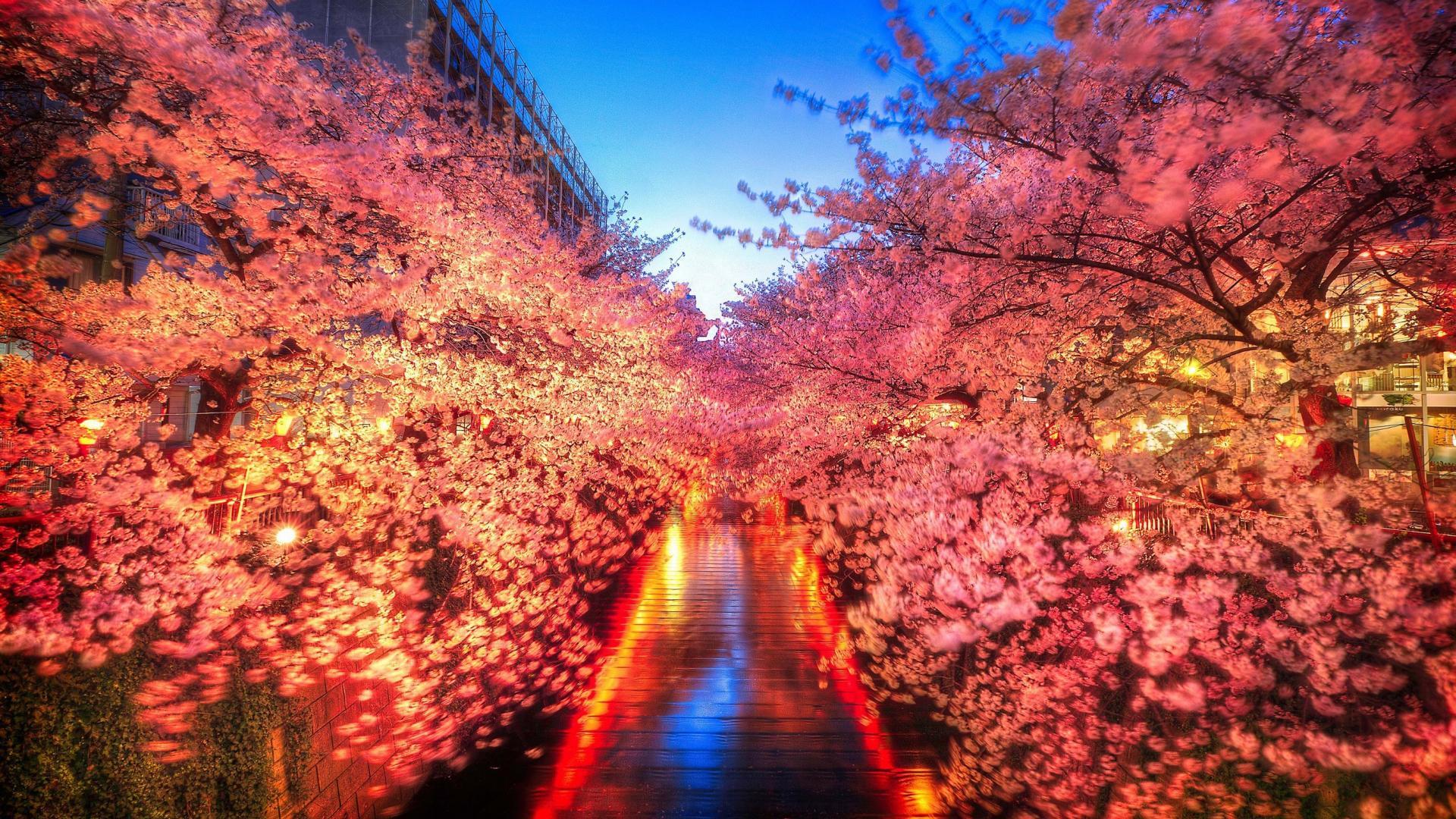 Japanese Cherry Blossom Wallpaper 4k Sakura Japon Japanese Pantalla Cerisier Kwitnie Japonii