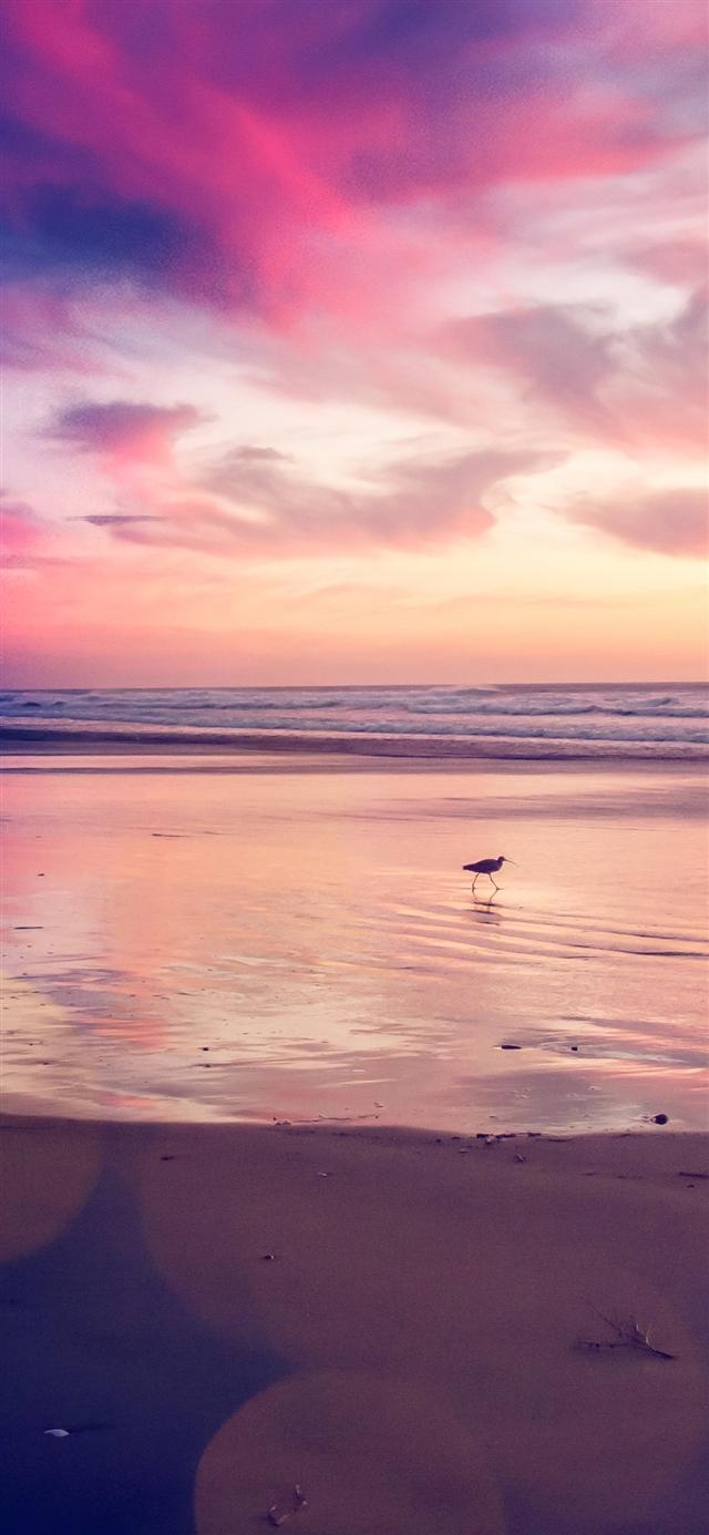 640x1385 Sunset beach bird iPhone X Wallpaper Free Download