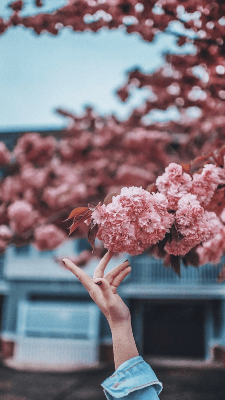 750x1334 Taken and edited by Brandon Woelfel. Photography wallpaper, Brandon woelfel, Spring wallpaper