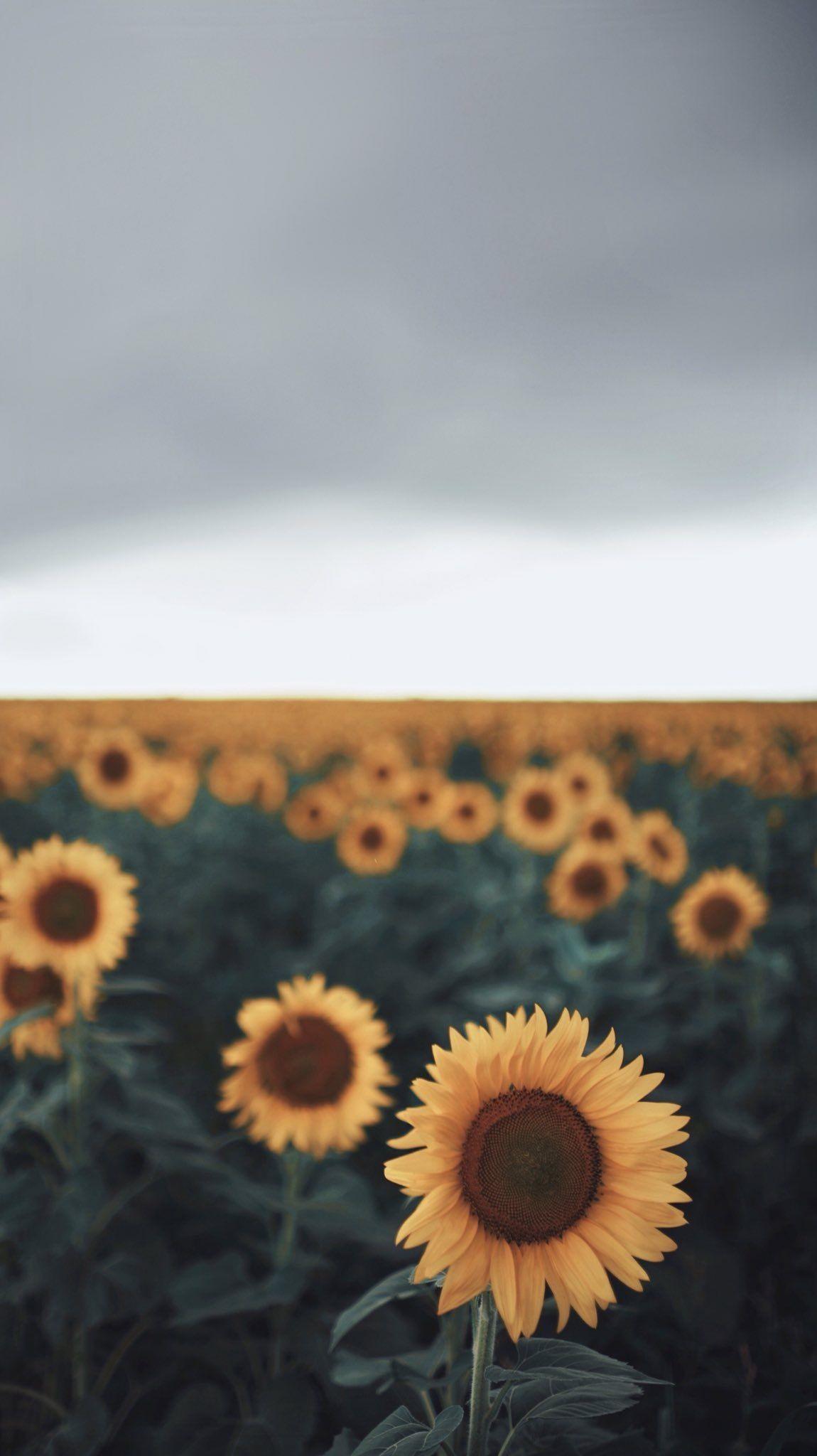 1150x2048 Wallpaper photograph by Brandon Woelfel #sunflower #wallpaper #flowers. Sunflower wallpaper, Tumblr background, Sunflowers background