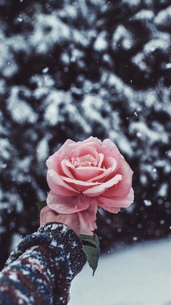 Snowing rose. Winter and Pink tumblr. Cool Winter tumblr.