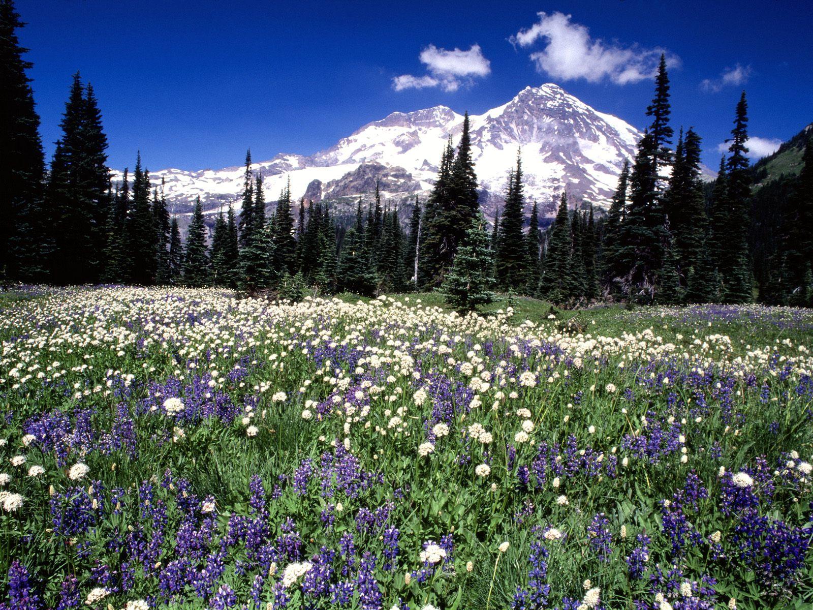 1600x1200 Mountains Wallpaper Free Seasonal Beauty, Mount Rainier, Washington Wallpaper, Photo, Picture and Background