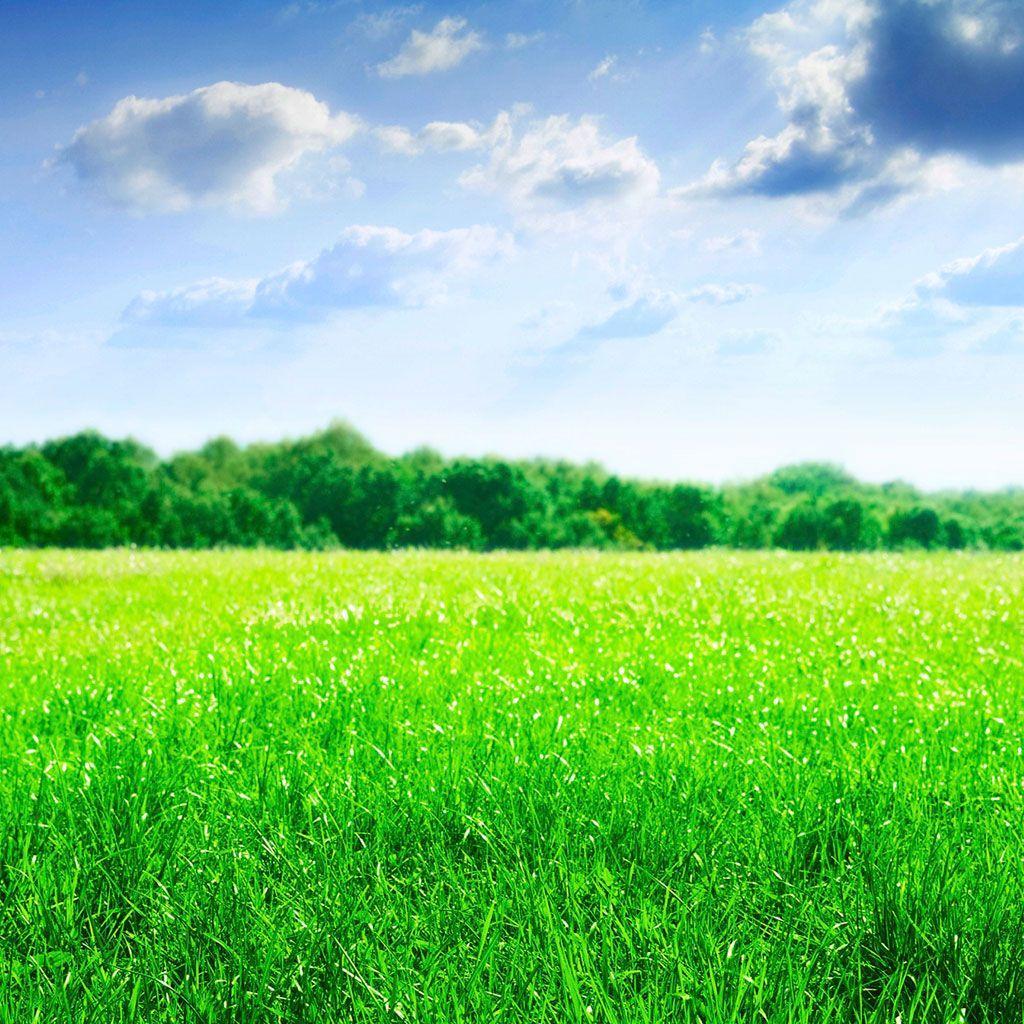 1024x1024 Green Field Wallpaper