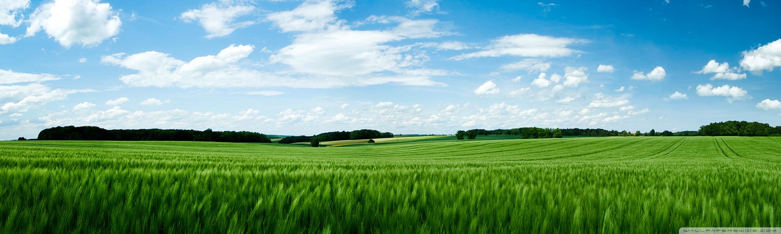 2560x768 Green Field Ultra HD Desktop Background Wallpaper for 4K UHD TV : Multi Display, Dual Monitor : Tablet