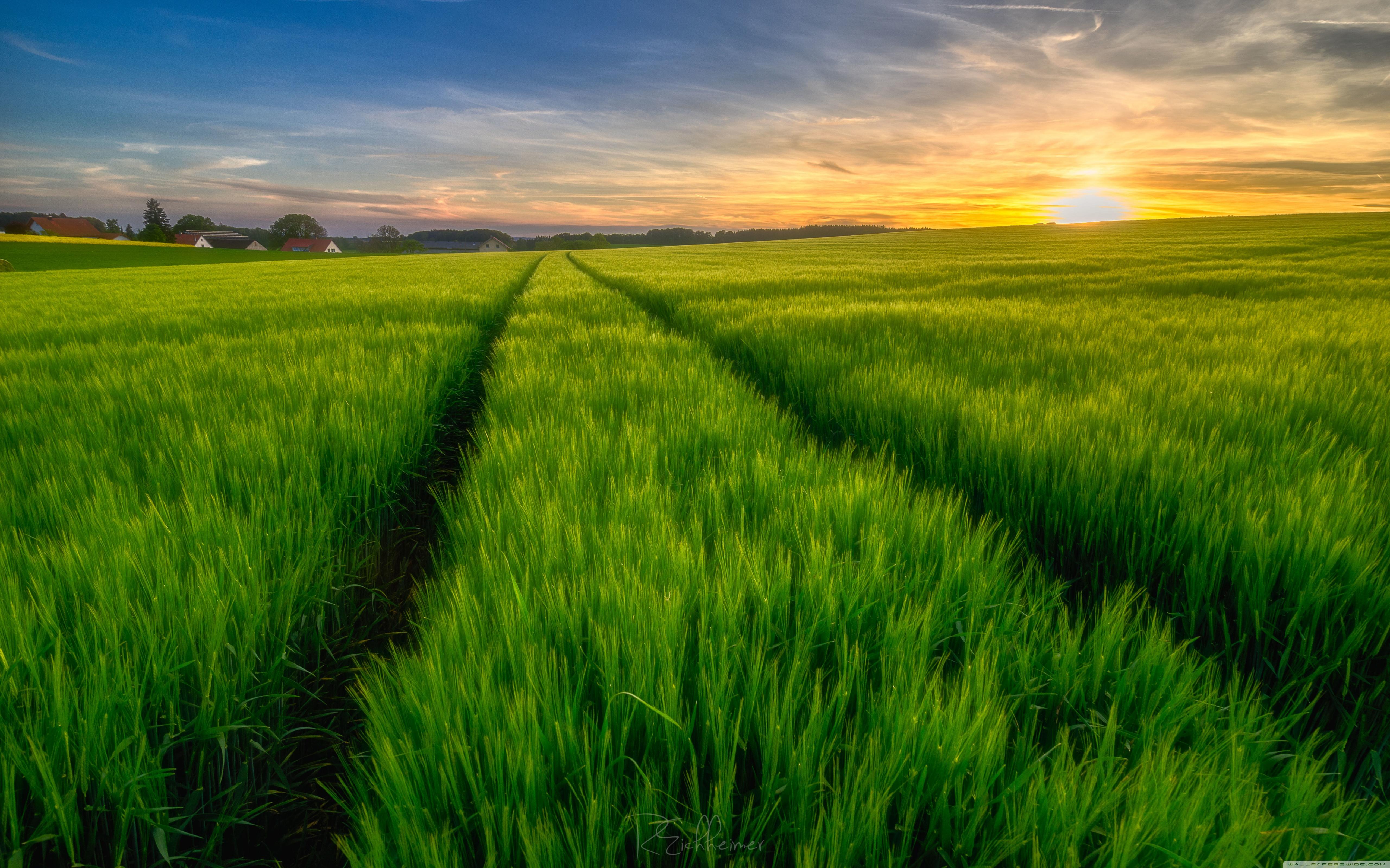 5120x3200 Green Field Wallpaper