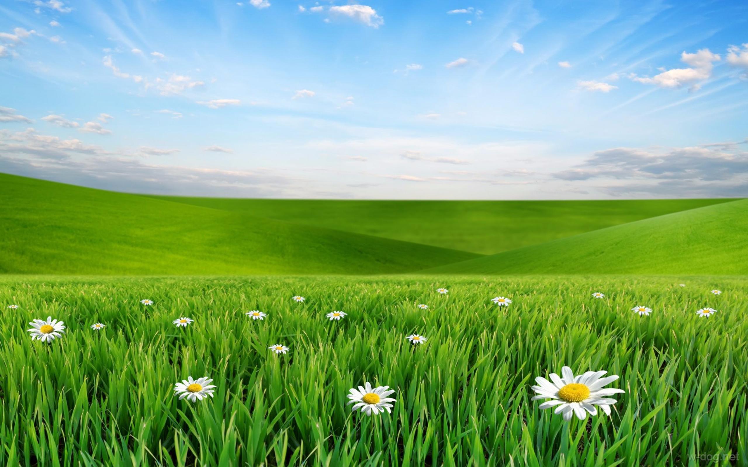 2560x1600 Hd Wallpaper Green Field HD Wallpaper