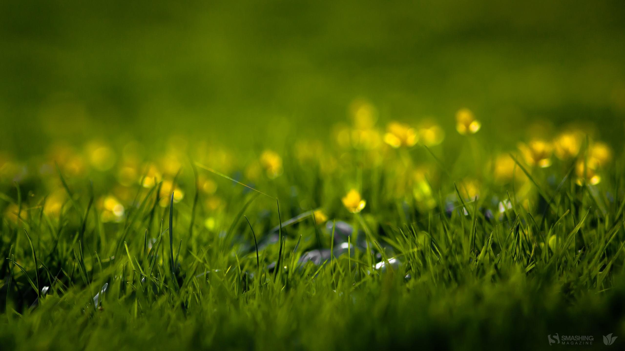 2560x1440 Green field with flowers wallpaper. Green field with flowers