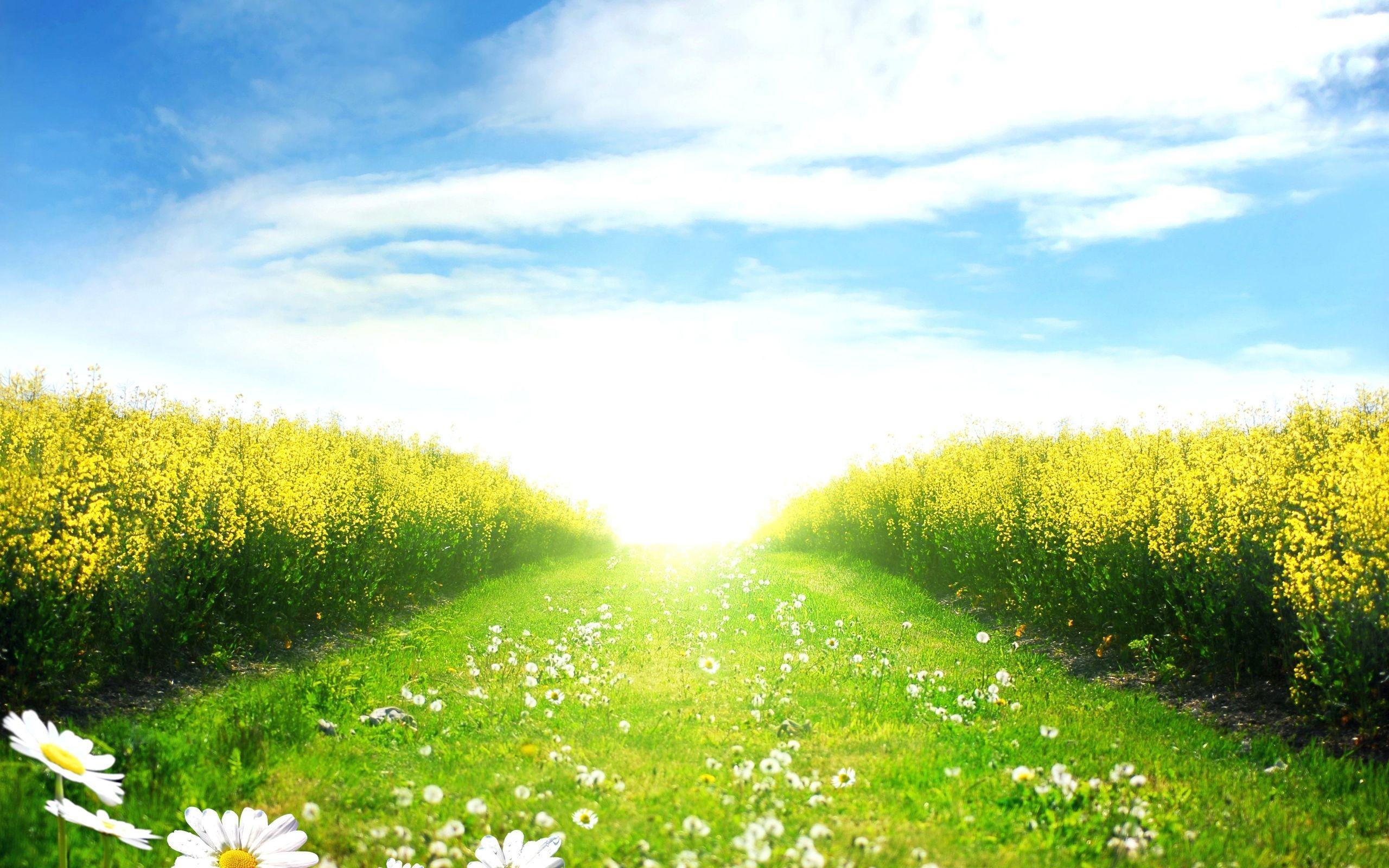 2560x1600 Green Field. MN 59. Wallpaper V.0.5 Jpeg