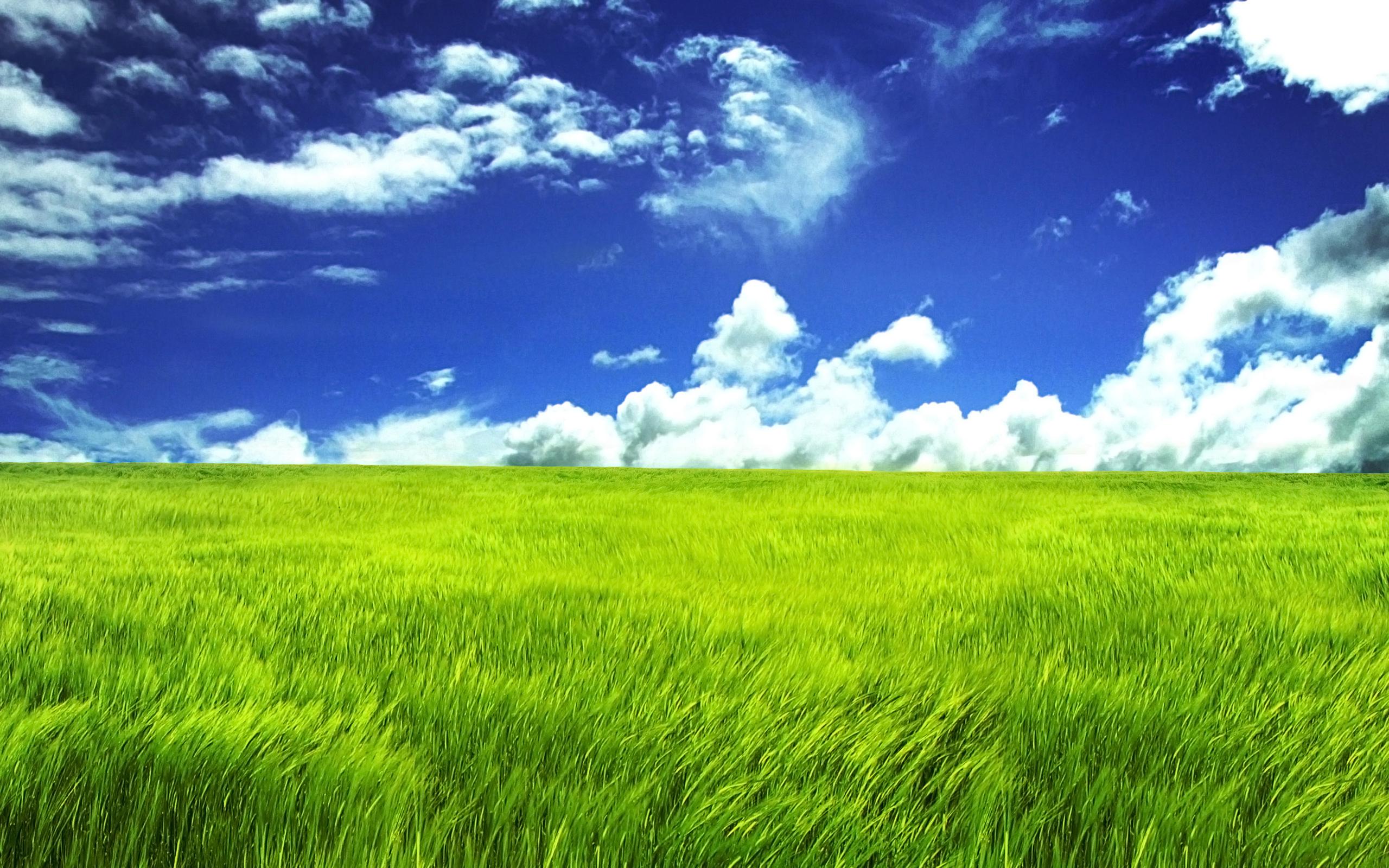 2560x1600 Blue Sky And Green Field 2560x1600 Wide