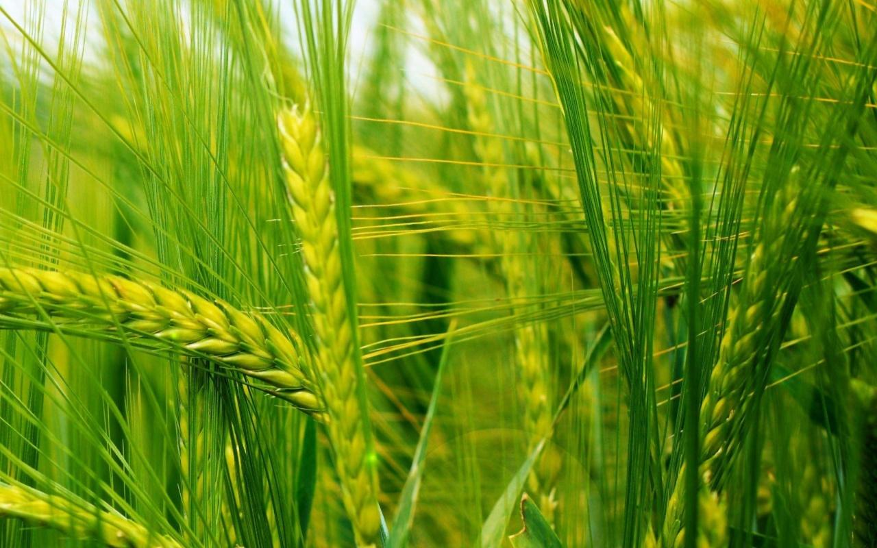 1280x800 Green Field Wallpaper 1280x800