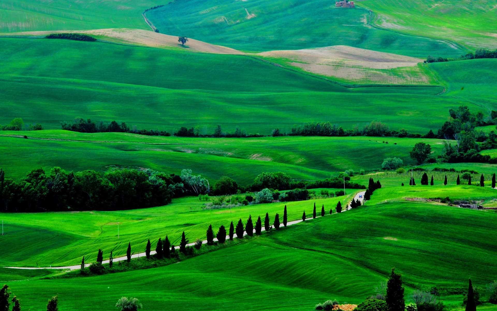 1920x1200 Amazing Green Field. HD Nature Wallpaper for Mobile and Desktop