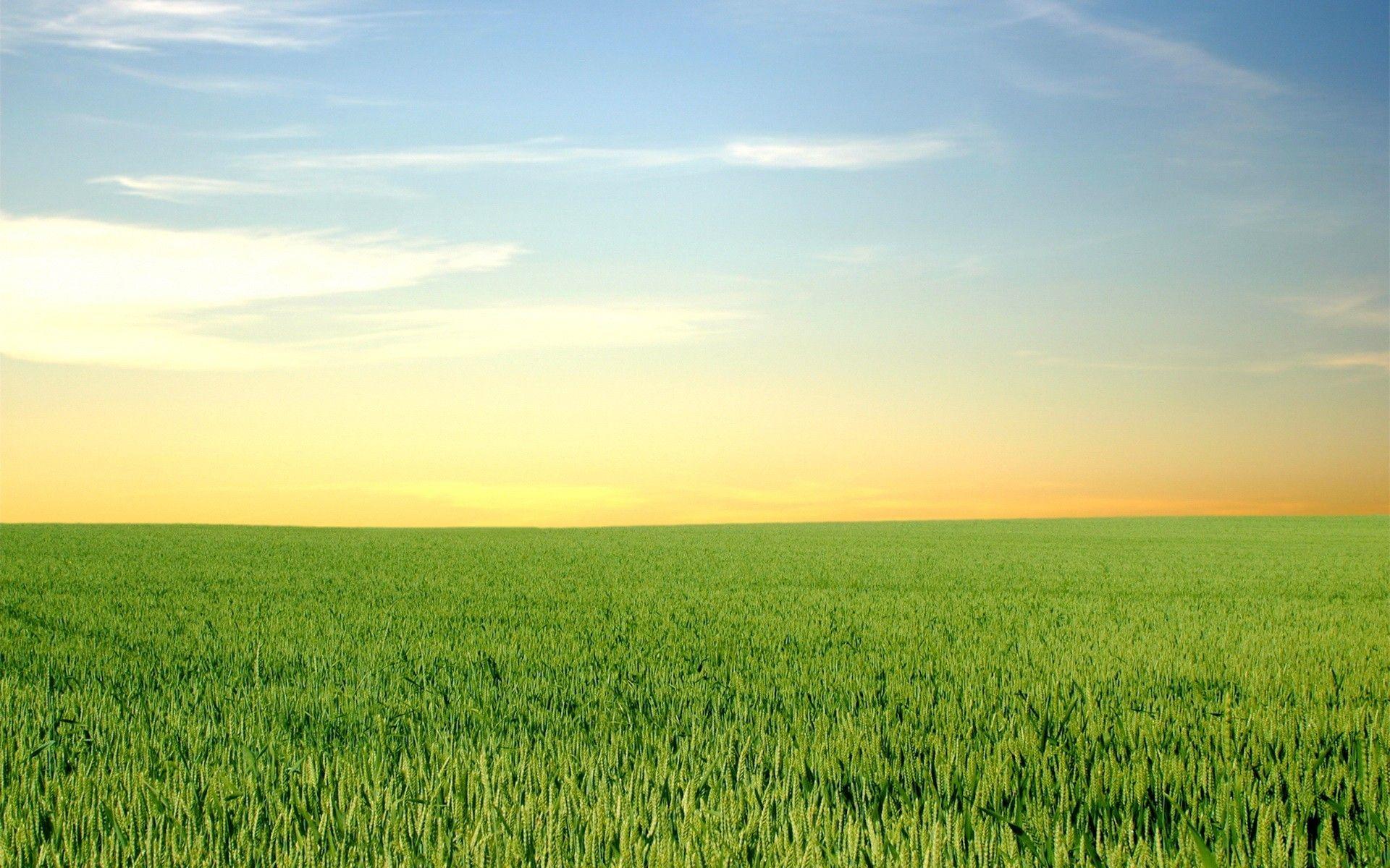1920x1200 Green Field Wallpaper