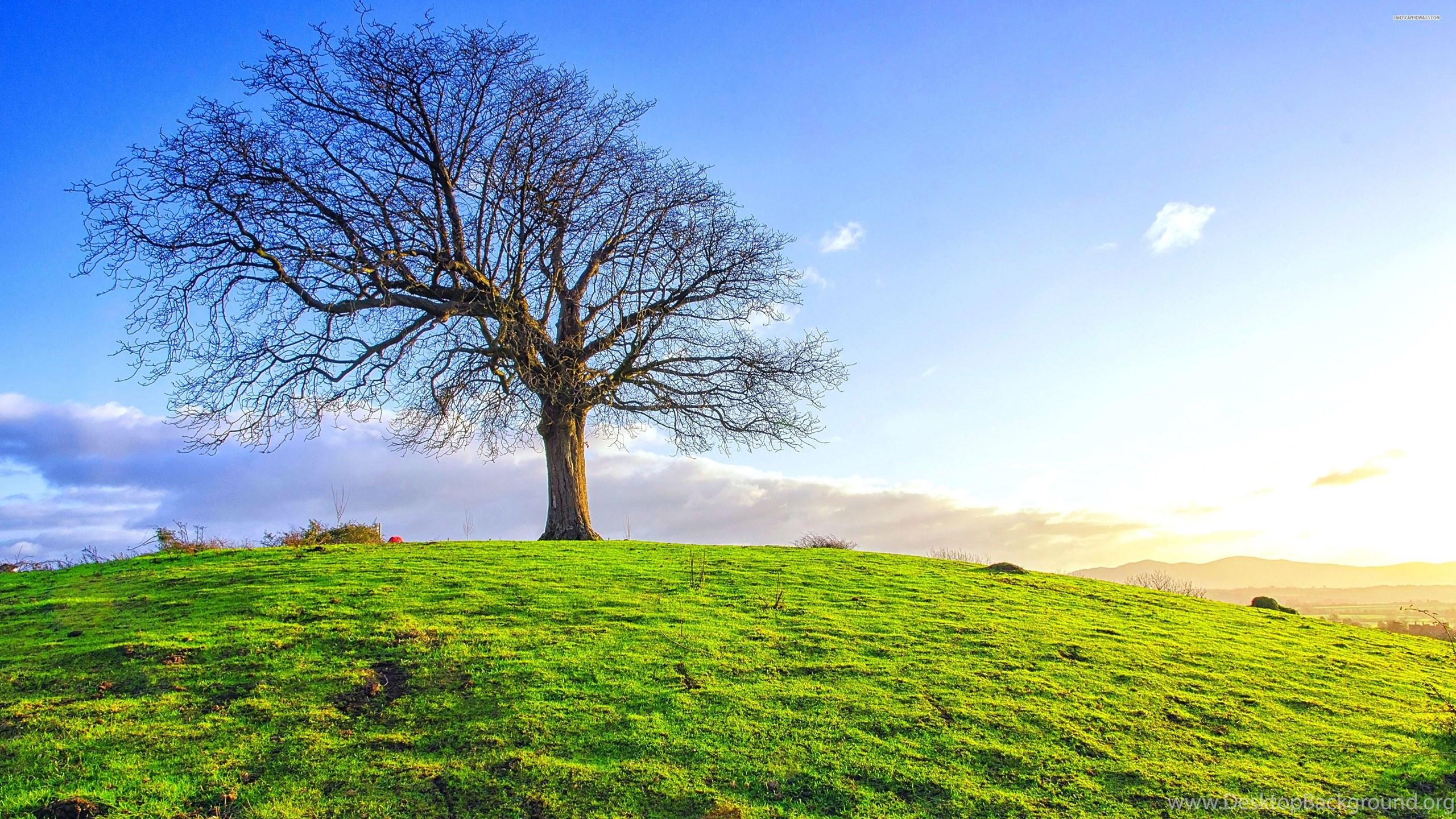 2560x1440 Single Tree On The Green Field Wallpaper Desktop Background