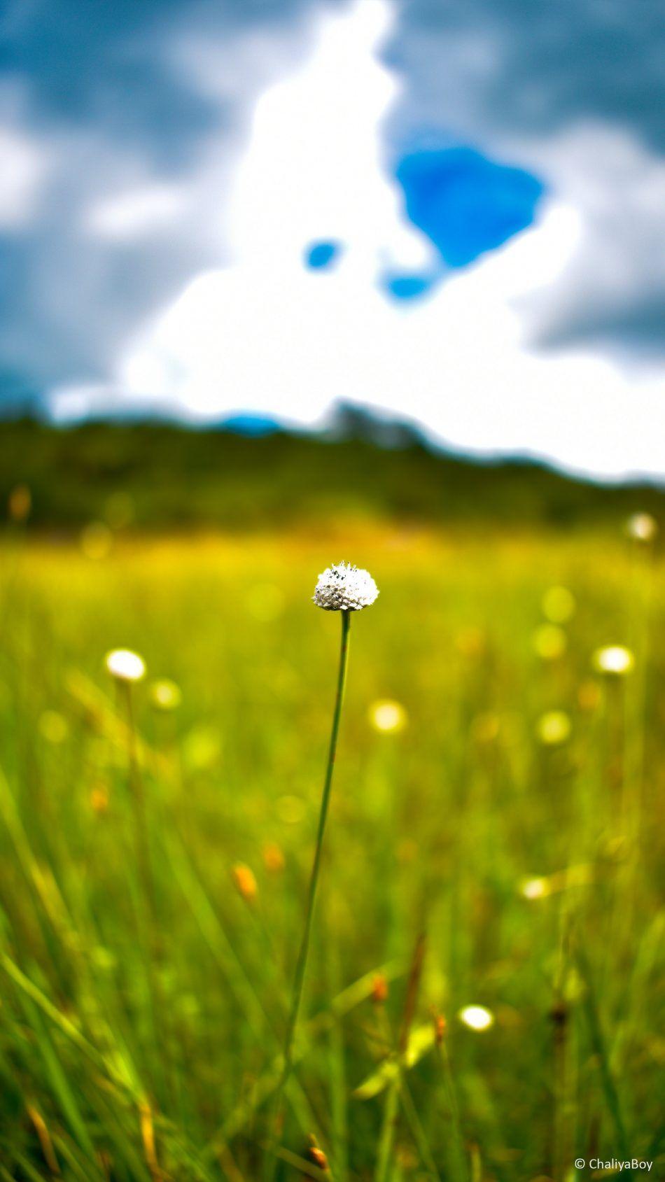 950x1689 Flower Bokeh Greenfield Cloud 4K Ultra HD Mobile Wallpaper. Bokeh wallpaper, Flower bokeh, Purple flowers wallpaper
