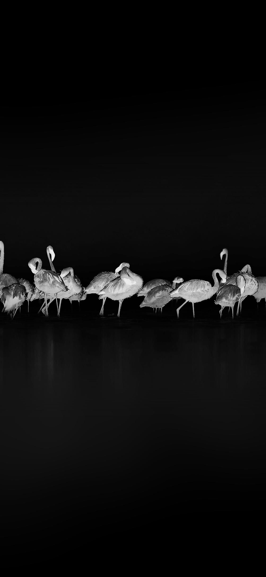 1125x2436 Flamingos Black Peace Animal Nature Birds