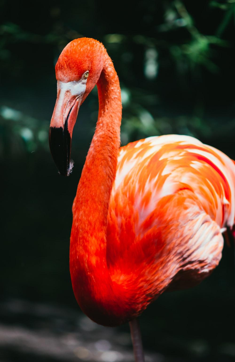 1000x1538 Flamingo Bird Picture. Download Free Image