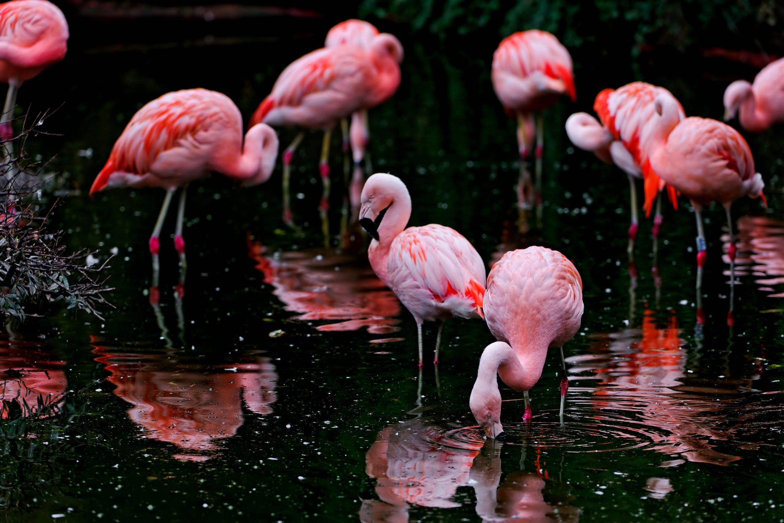 2560x1707 Wallpaper Flamingo Flock, Flamingoes, Flamingoes, Black • Wallpaper For You HD Wallpaper For Desktop & Mobile