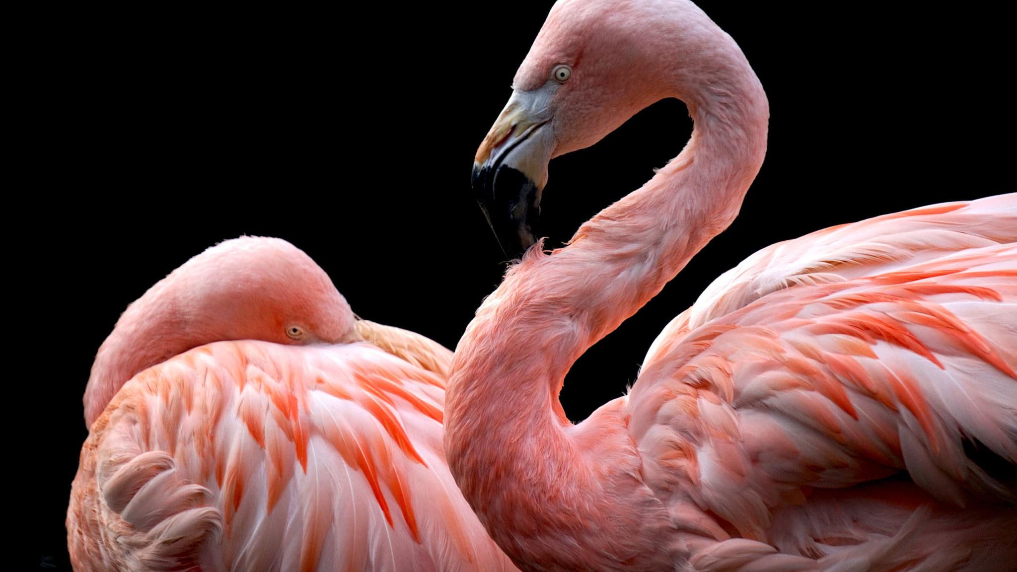 2048x1152 Wallpaper Animals, Flamingos, Birds, Black Background • Wallpaper For You HD Wallpaper For Desktop & Mobile