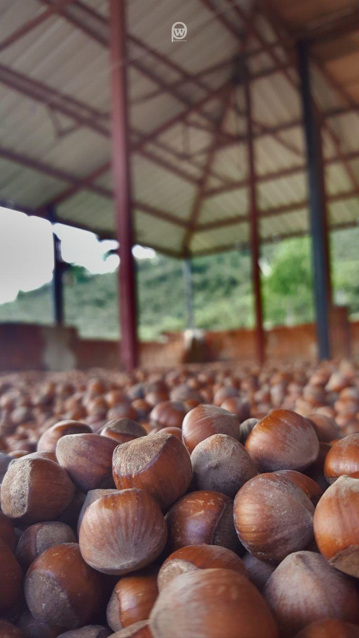 736x1308 HD Hazelnut Wallpaper Benefits And Diet Of Hazelnut.3. Diet, Hazelnut, Benefit