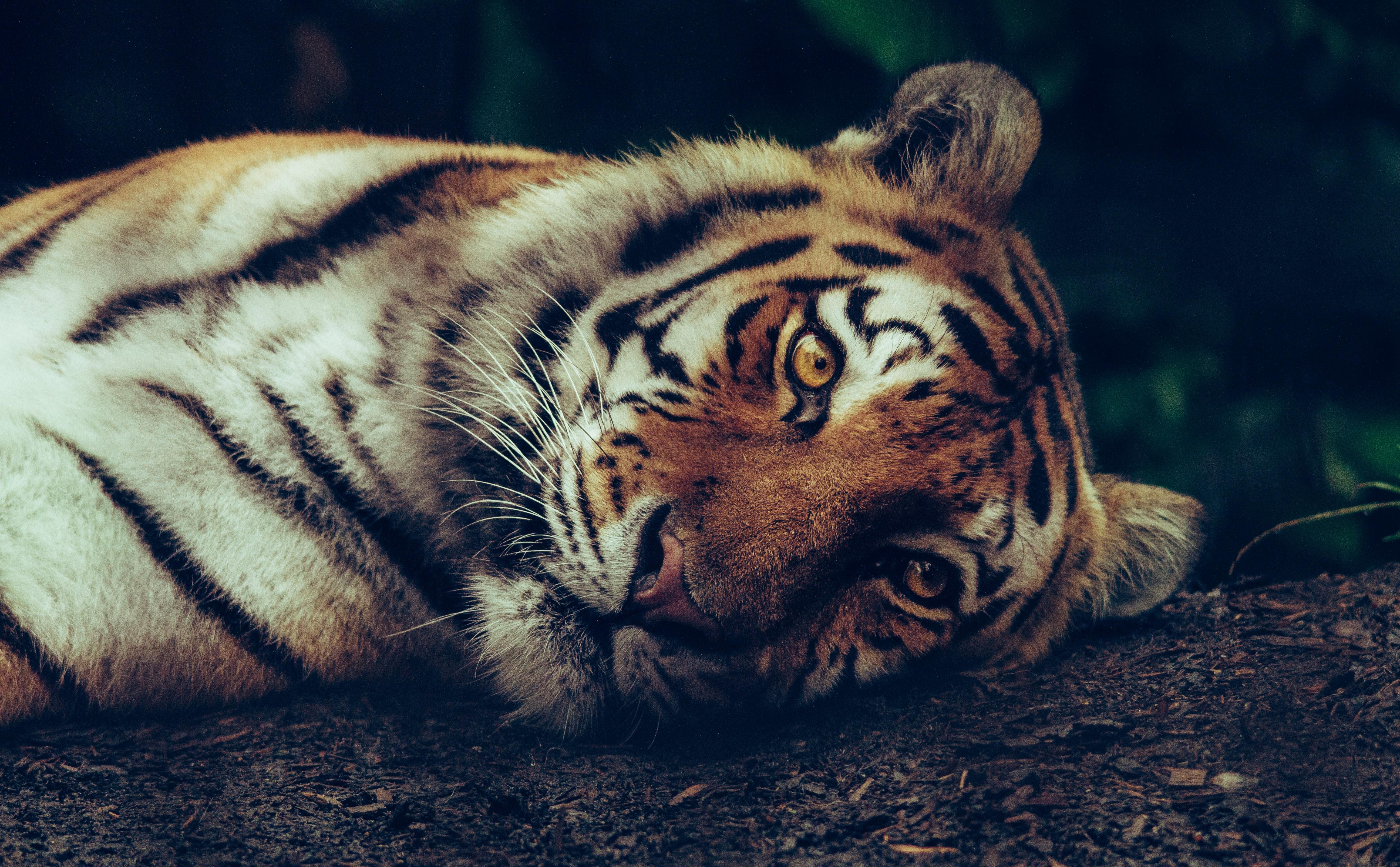 5184x3208 5184x3208 #tiger, #wallpaper, #eye, #bengal, #feline, #mammal, #staring, #cat, #animal, #animal wallpaper, #big cat, #animal background, #jungle, #fur, #predator, #Creative Commons image, #wildlife, #zoo, #lay, #siberian. Mocah HD Wallpaper